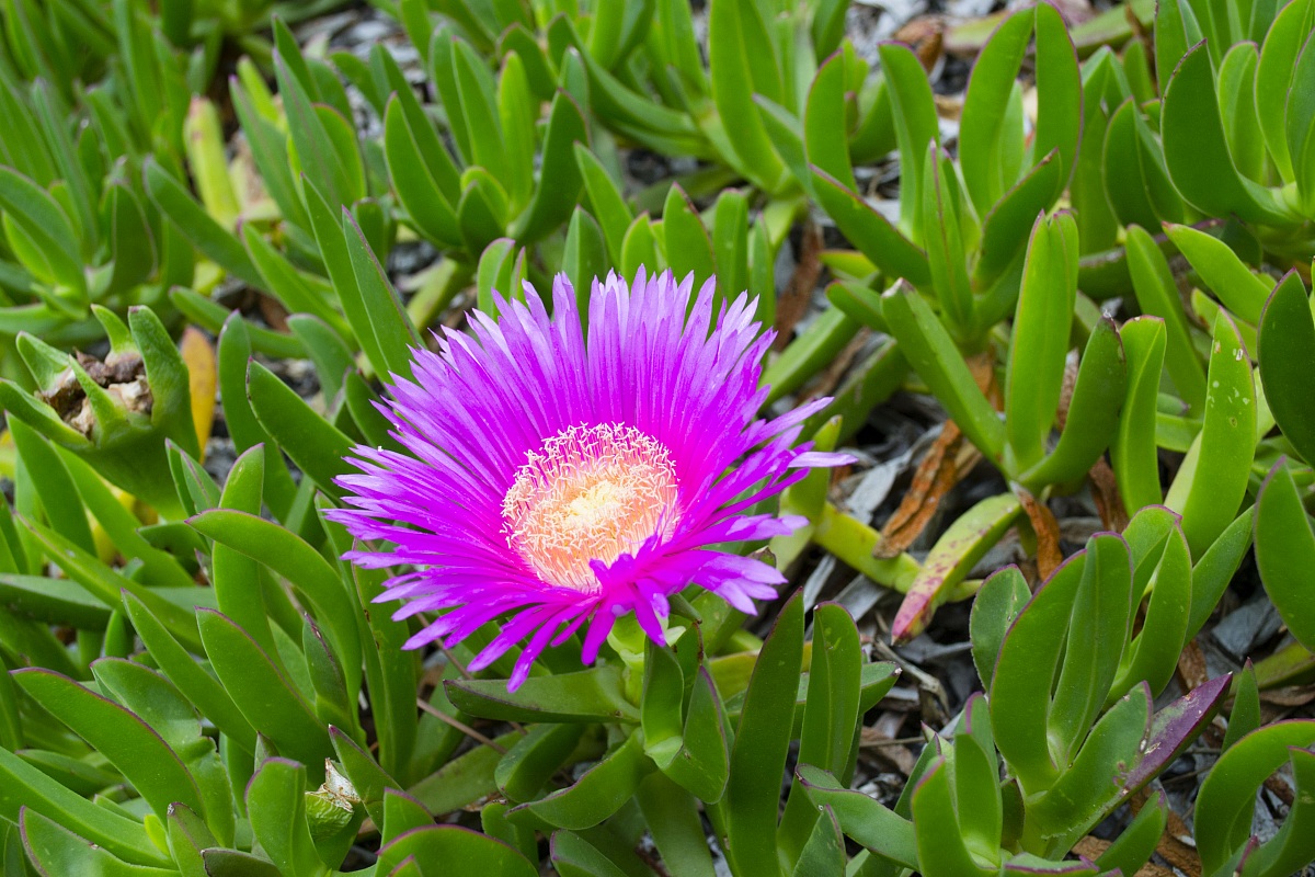 Un fiore della maremma