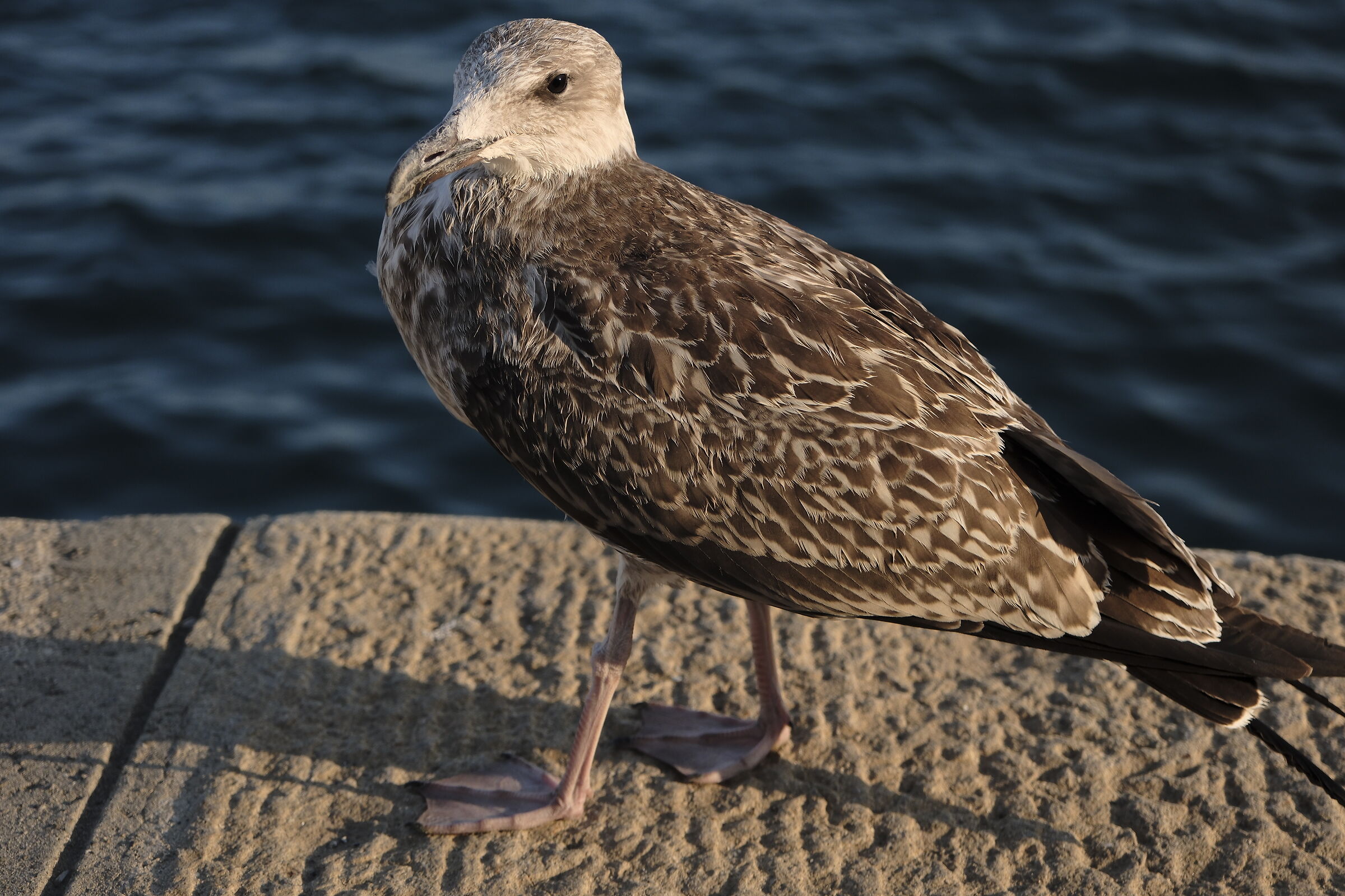 CUcciono Guardingo