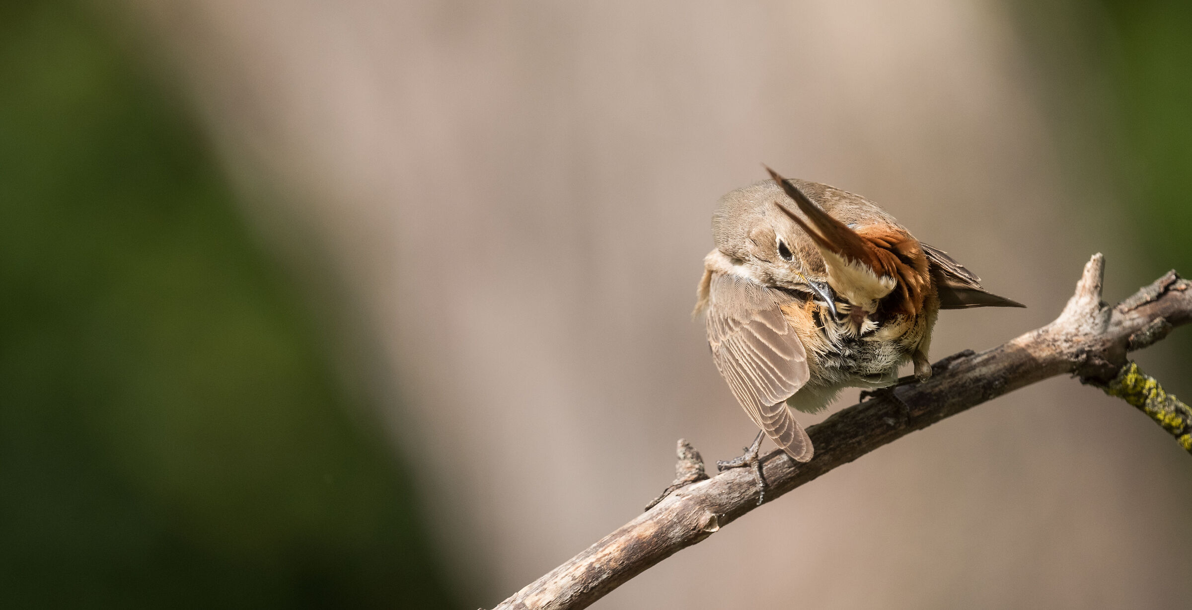 Female common redstart