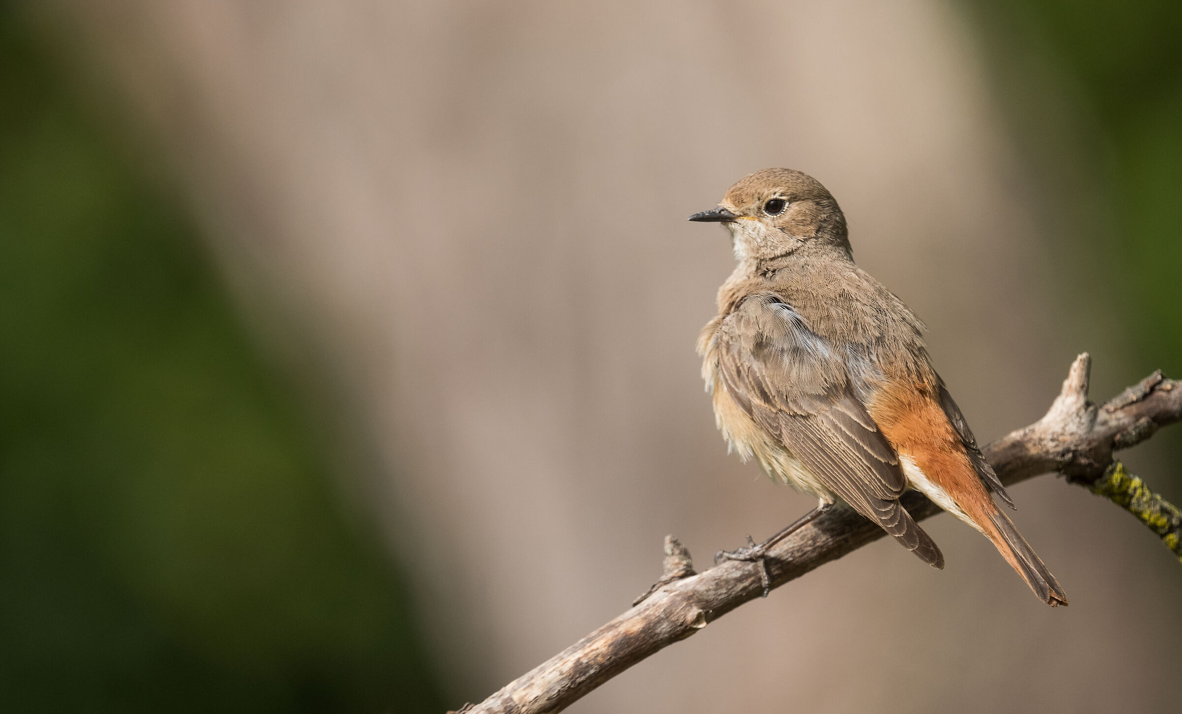Female common redstart