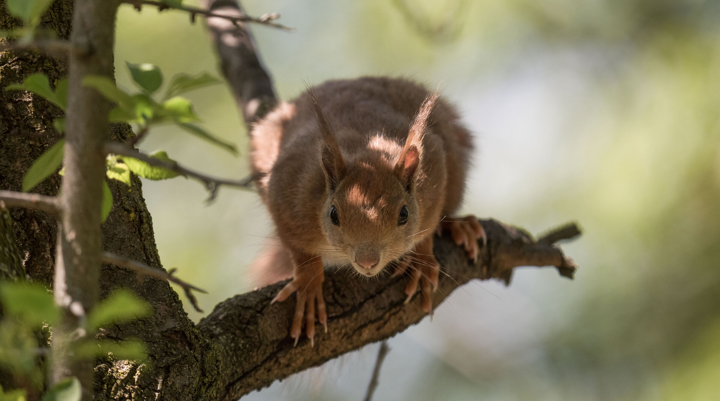 red squirrel