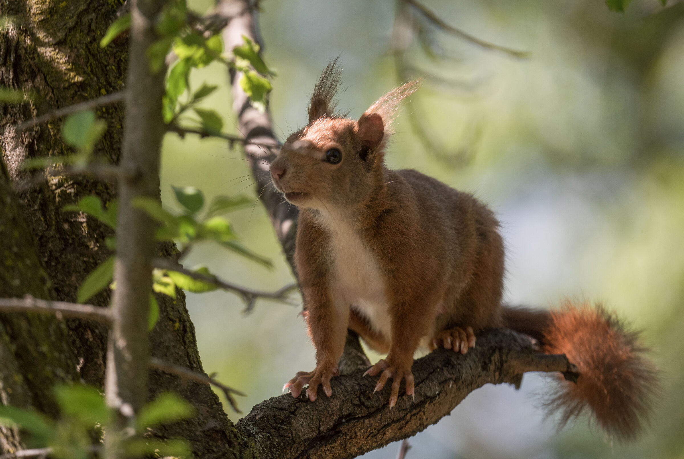 red squirrel
