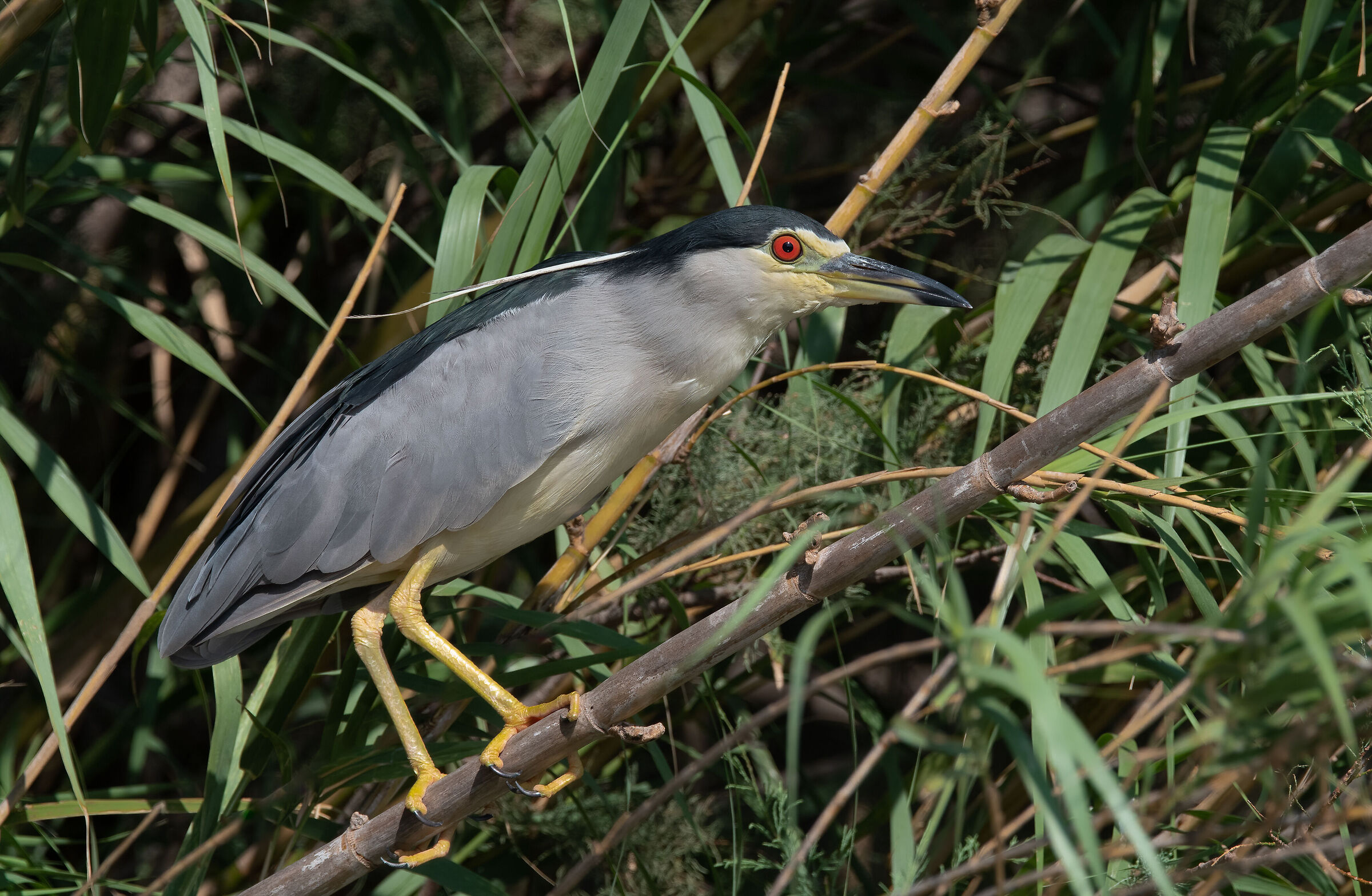 Night Heron