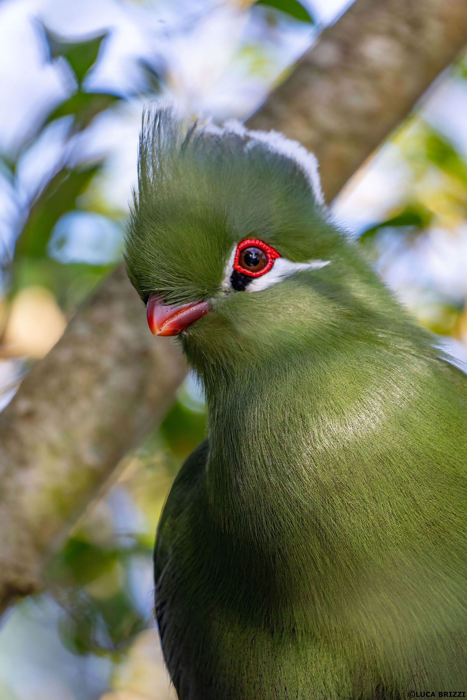Green Turaco from South Africa