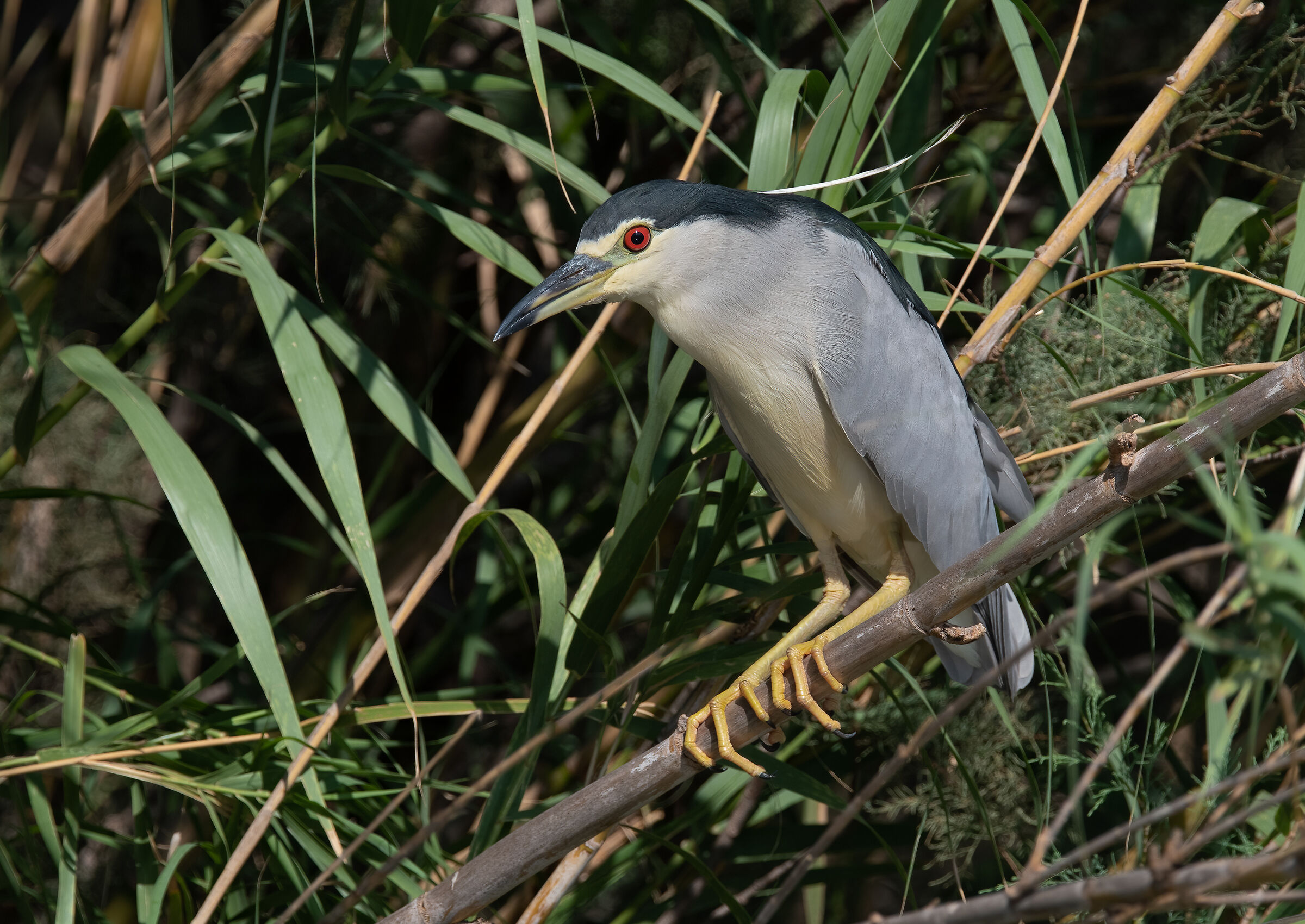 Night Heron