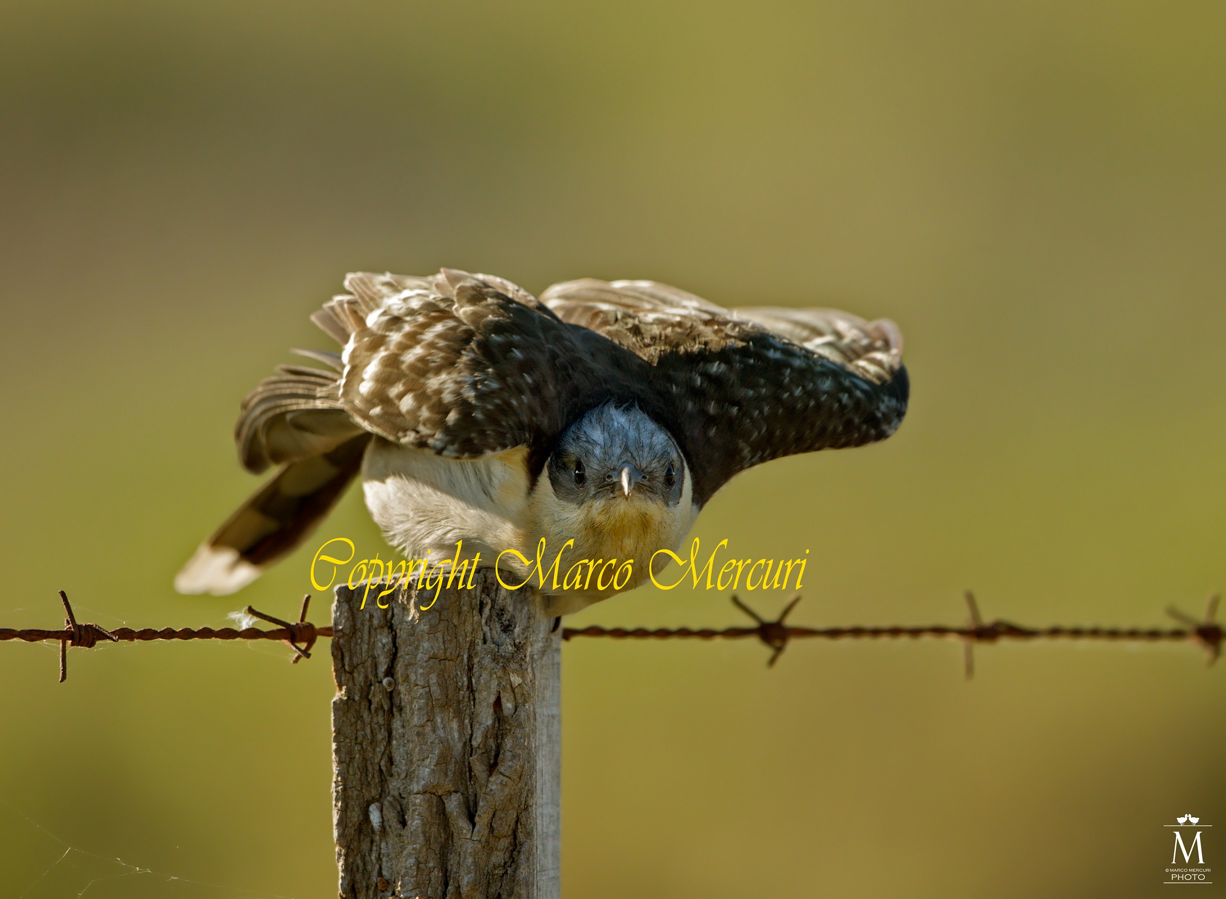 The Cut of the Great Spotted Cuckoo