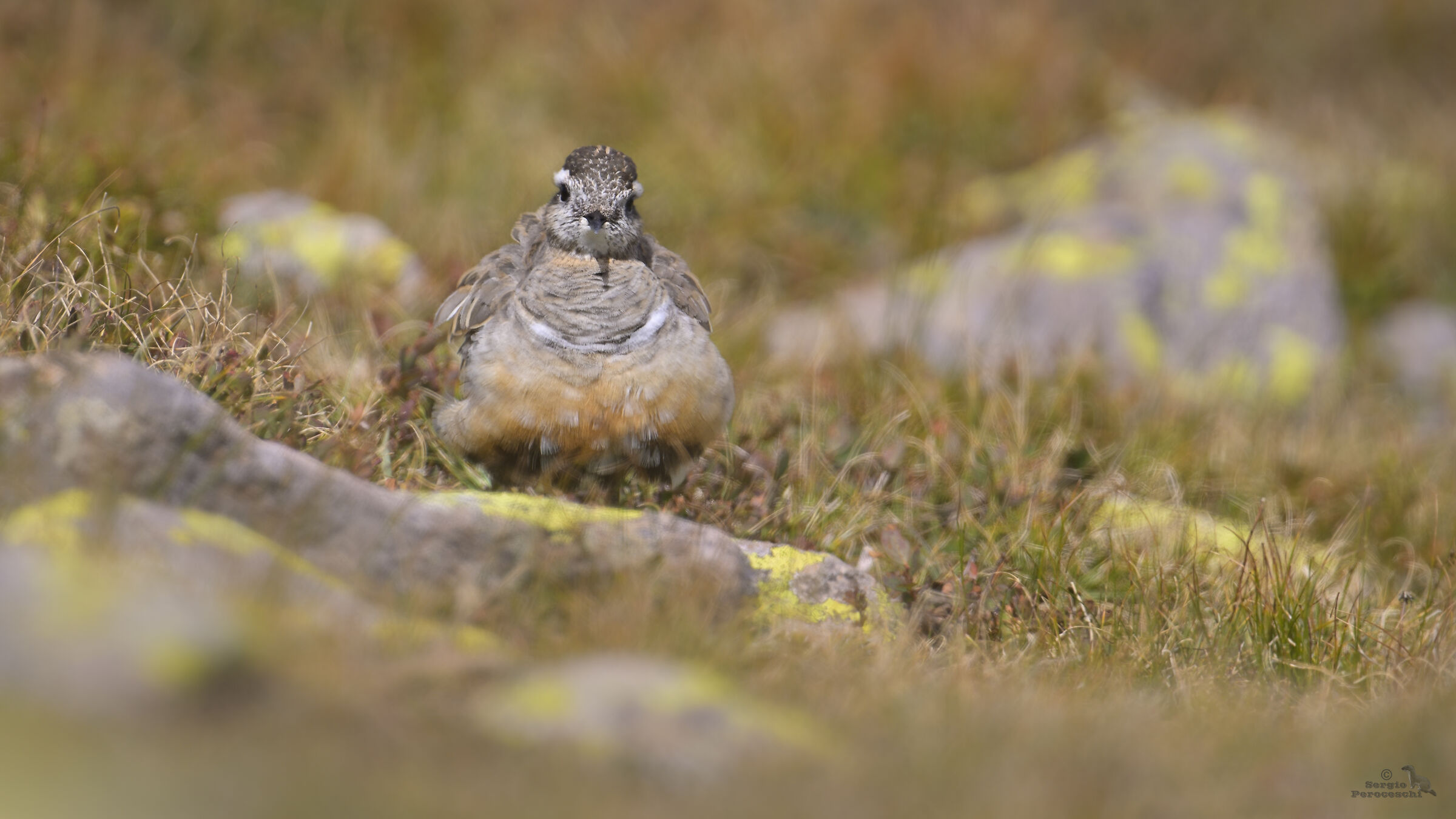 Tortolino Plover