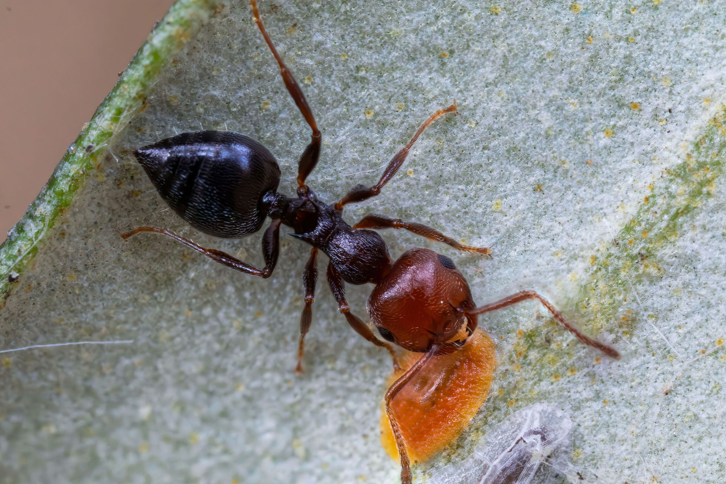 Crematogaster scutellaris