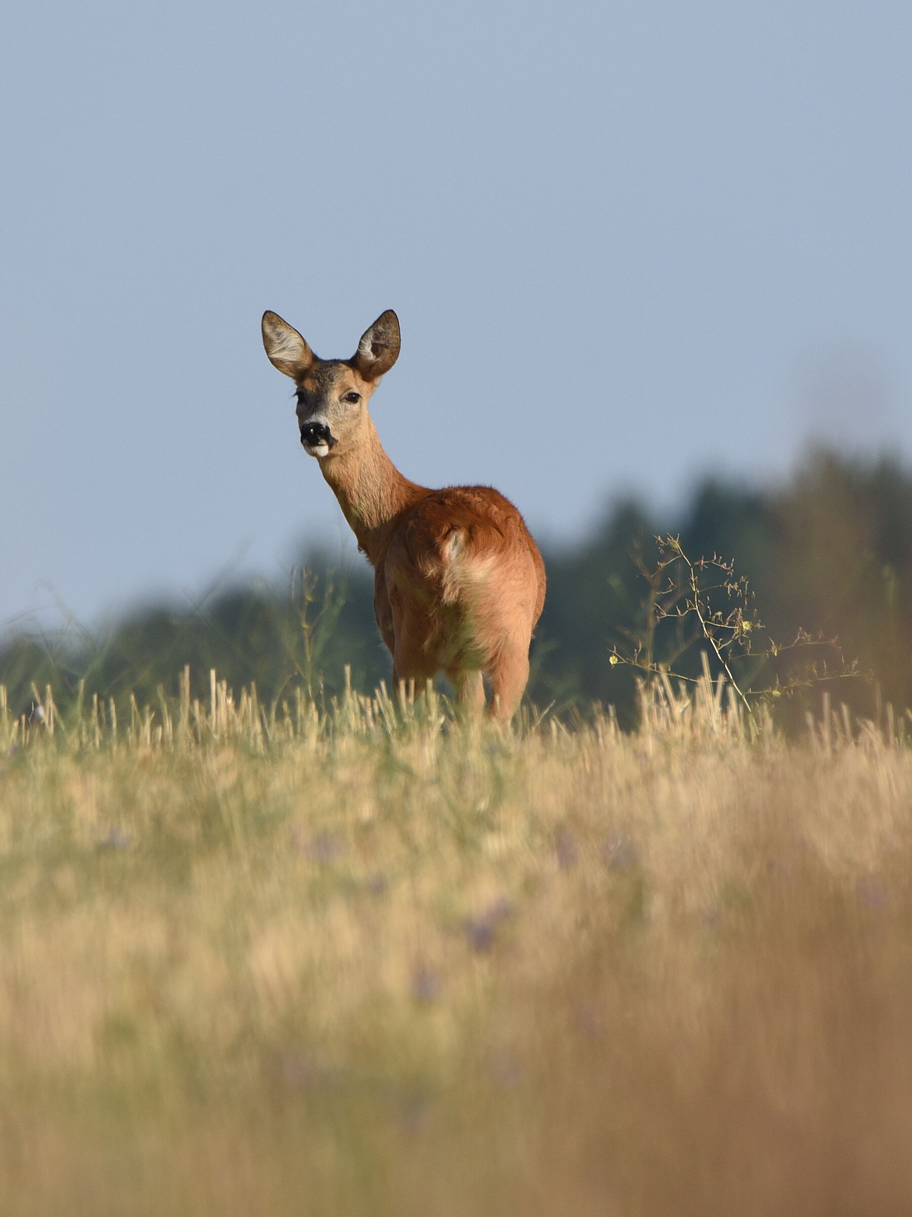 Roe deer taken by surprise