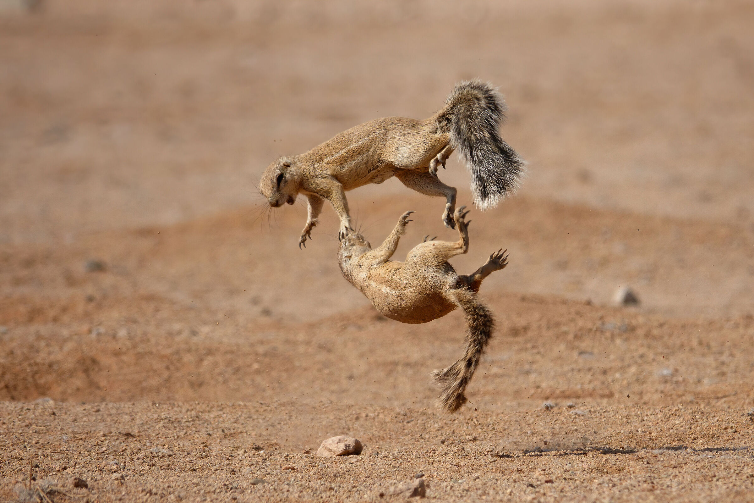 Squirrels fighting in Solitaire Namibia