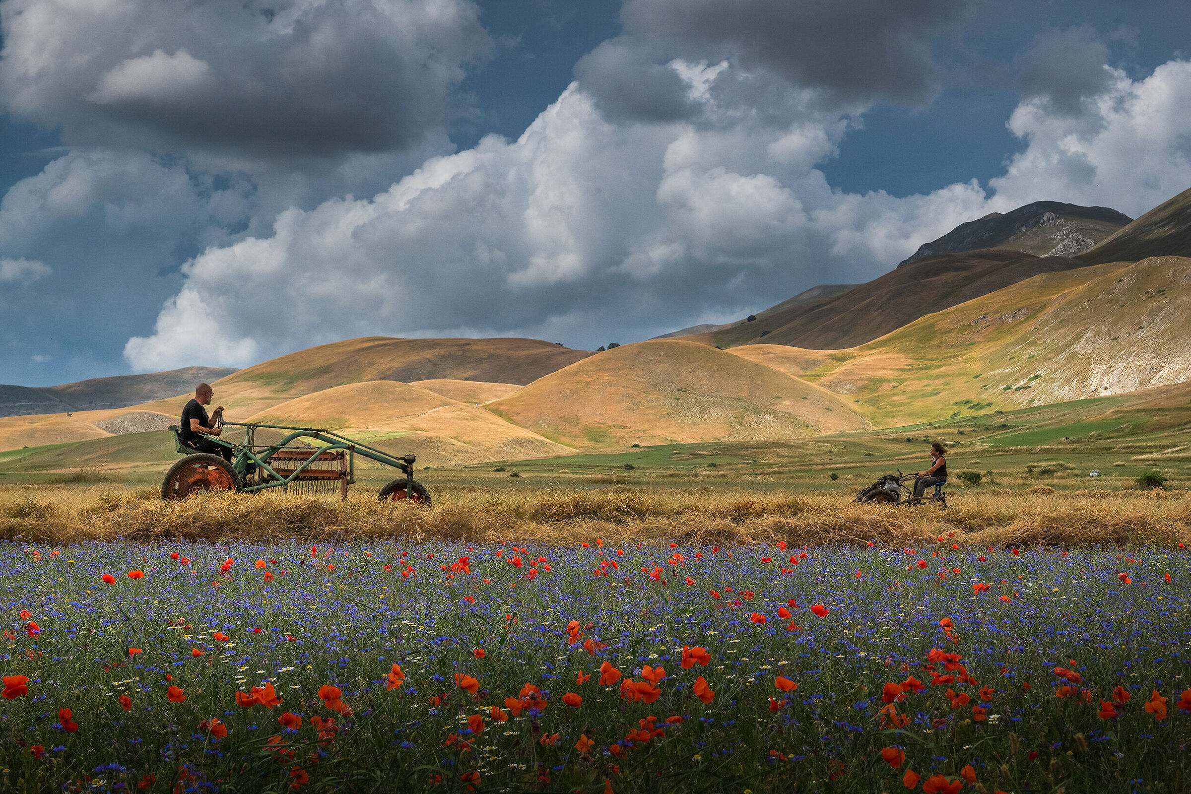 The harvest of the Roveja