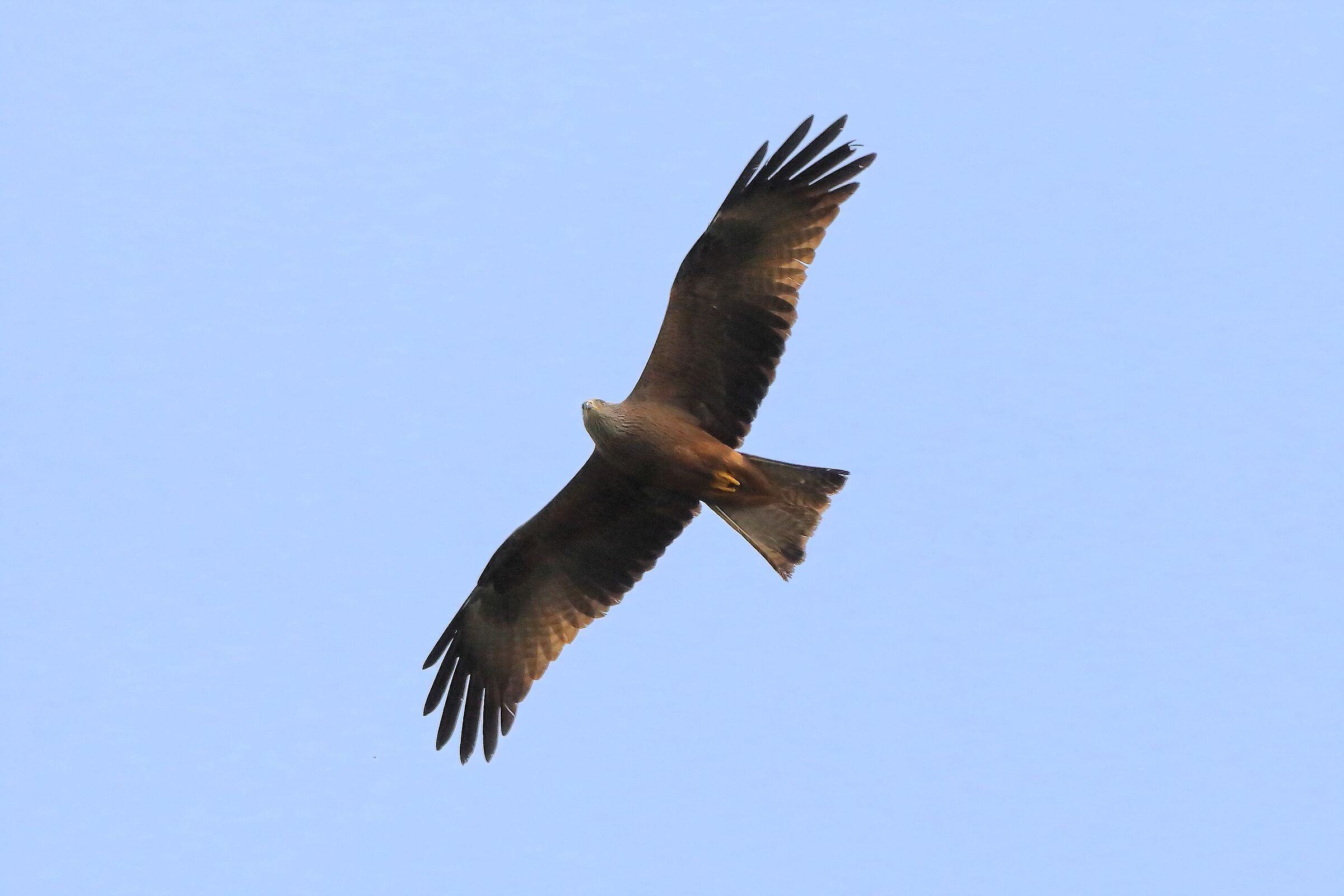 Nibbio bruno 08 aprile 2024 - 7939