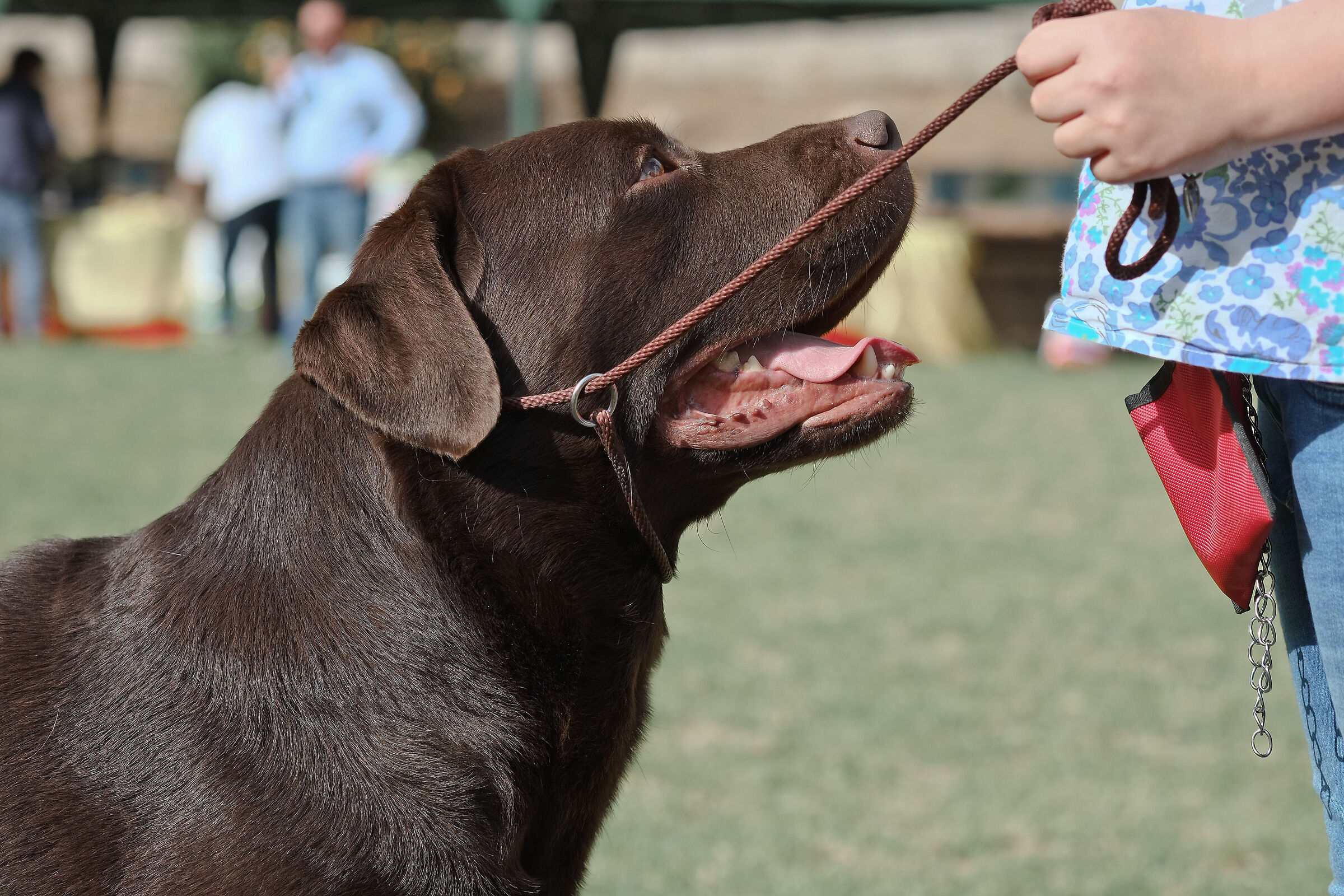 Labrador Chocolate and its young presenter