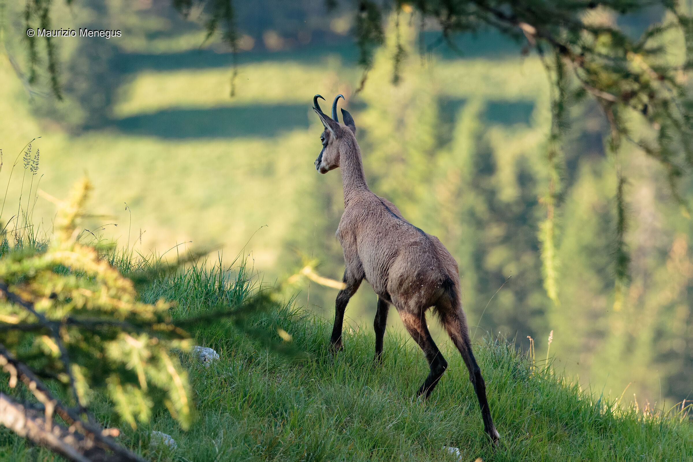 Giovane camoscio maschio