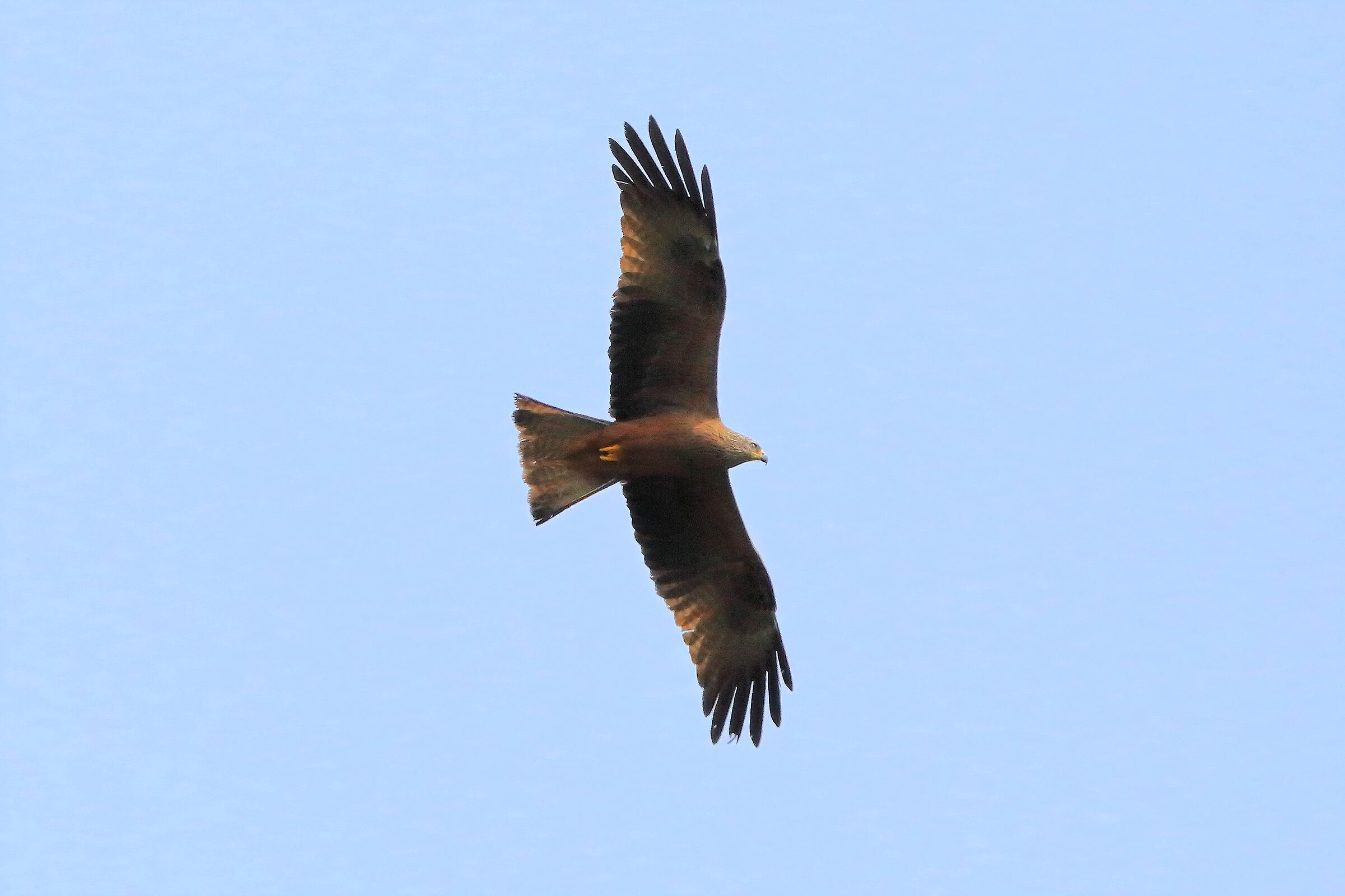 Nibbio bruno 08 aprile 2024 - 7949