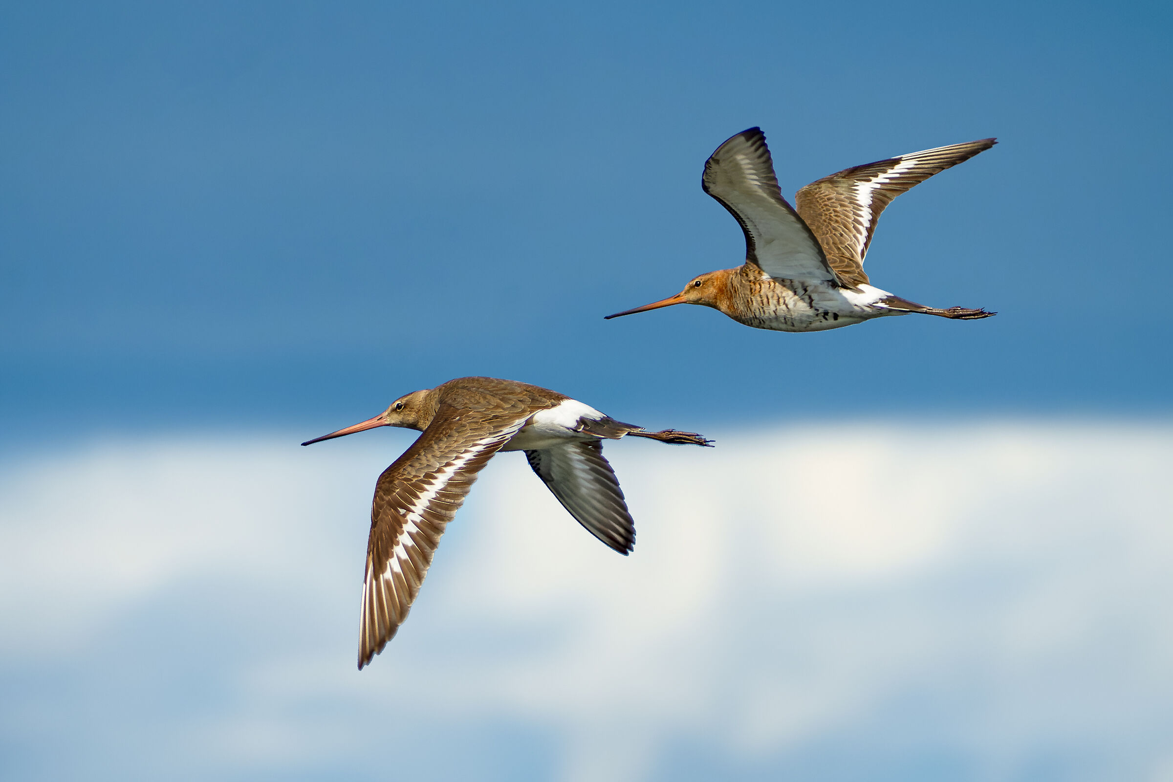 Royal godwit