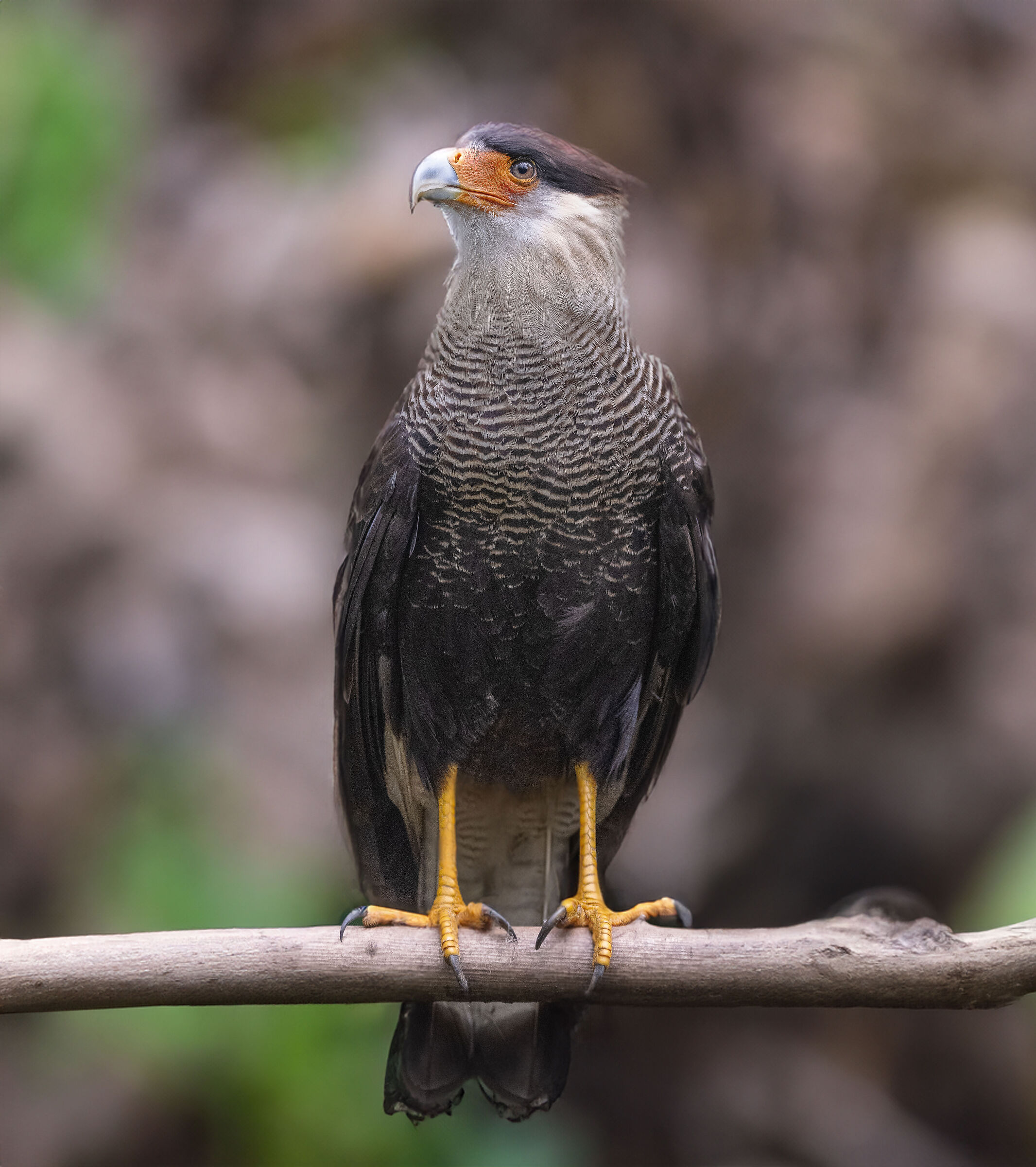 Caracara meridionale