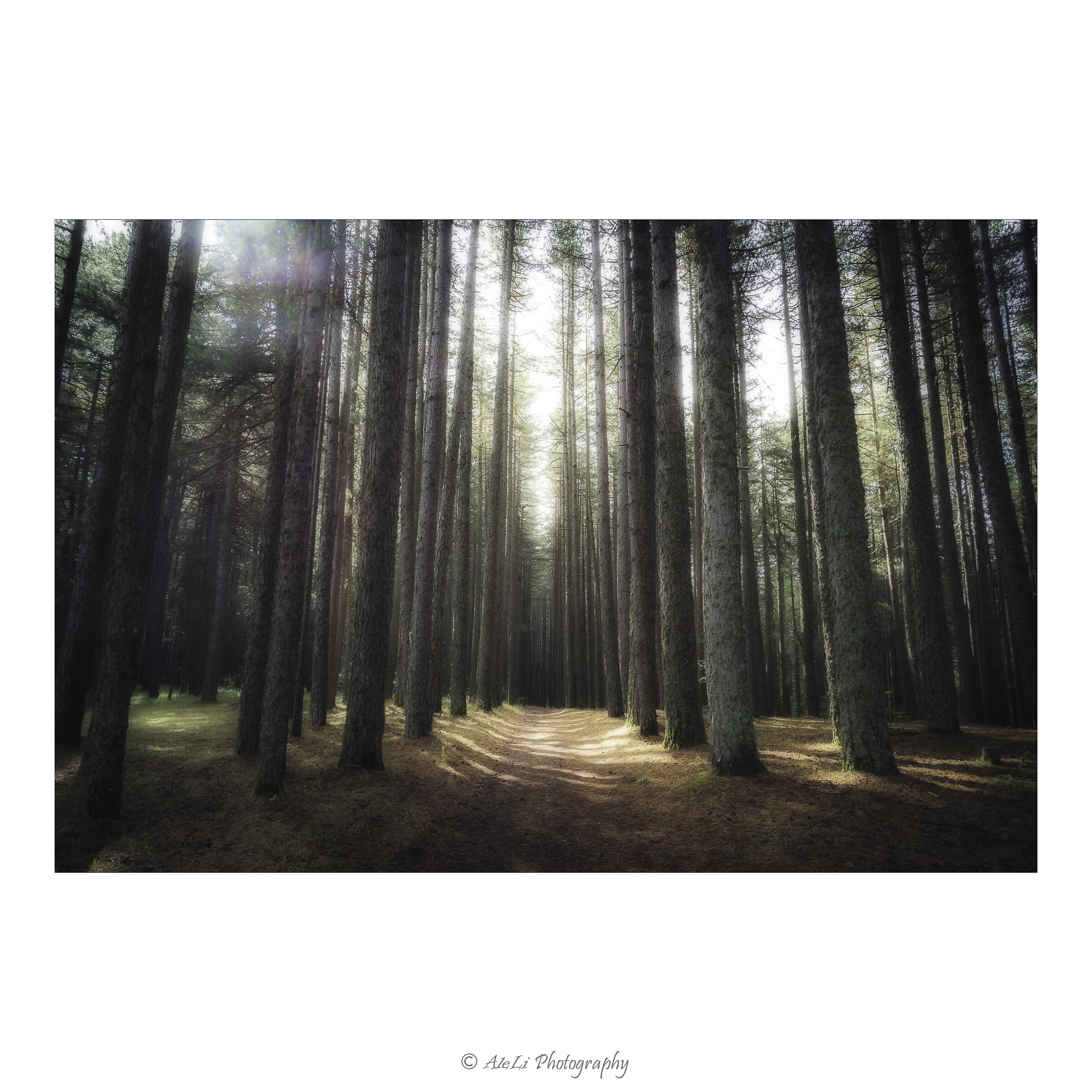 The path