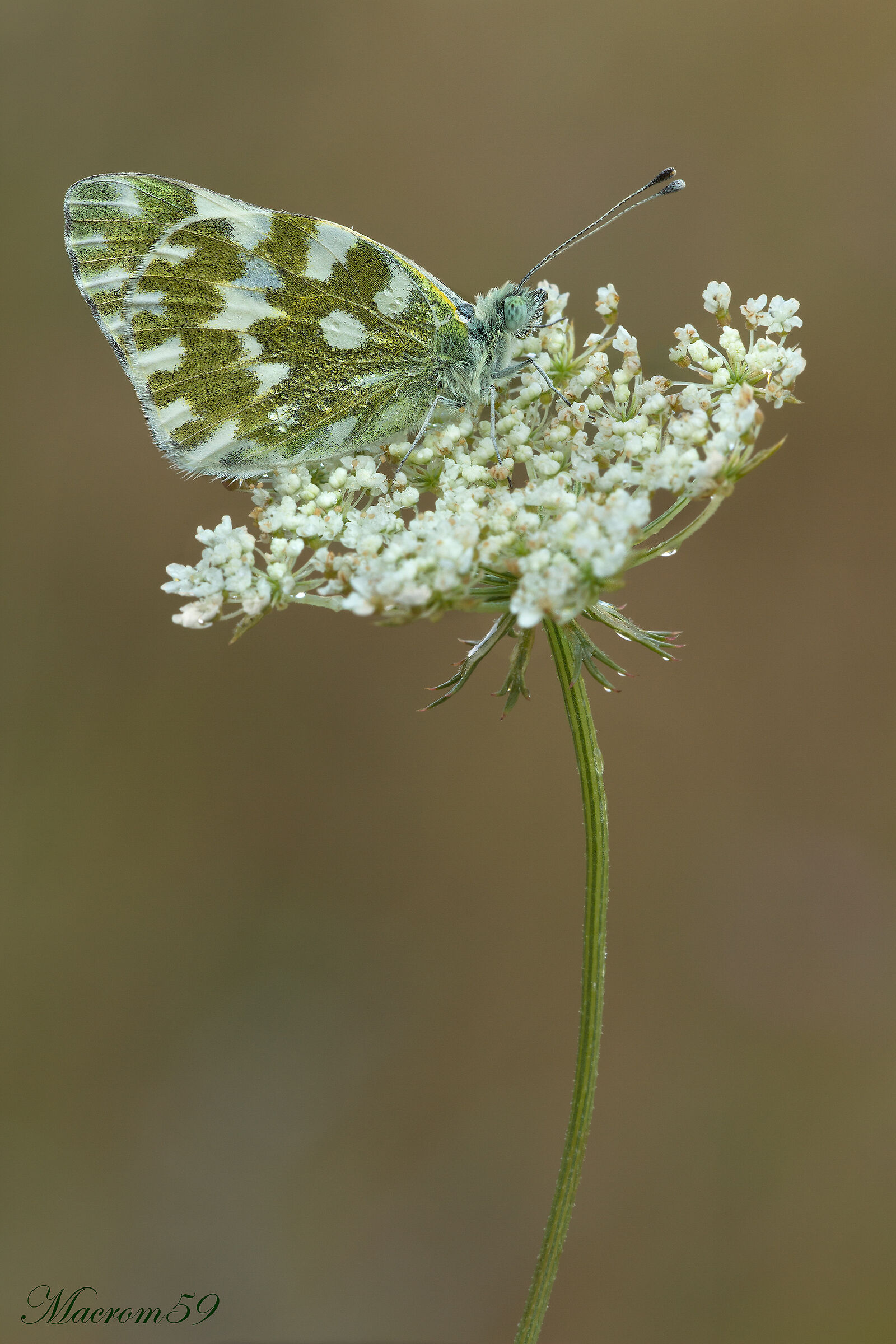 Pontia Edusa in the early morning.... how cold!