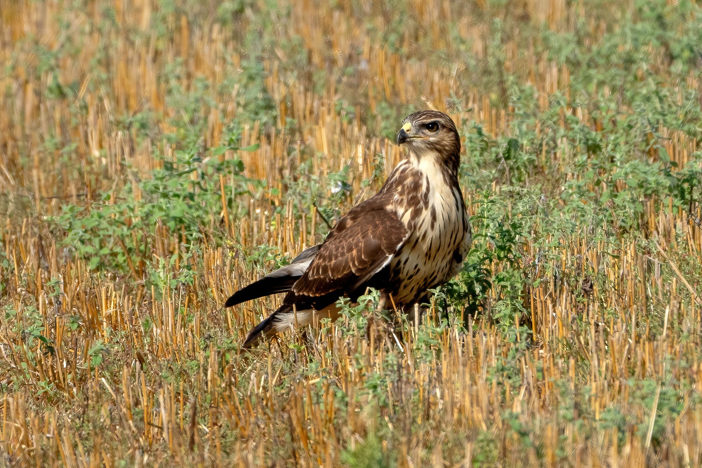 Buzzard (Buteo buteo)