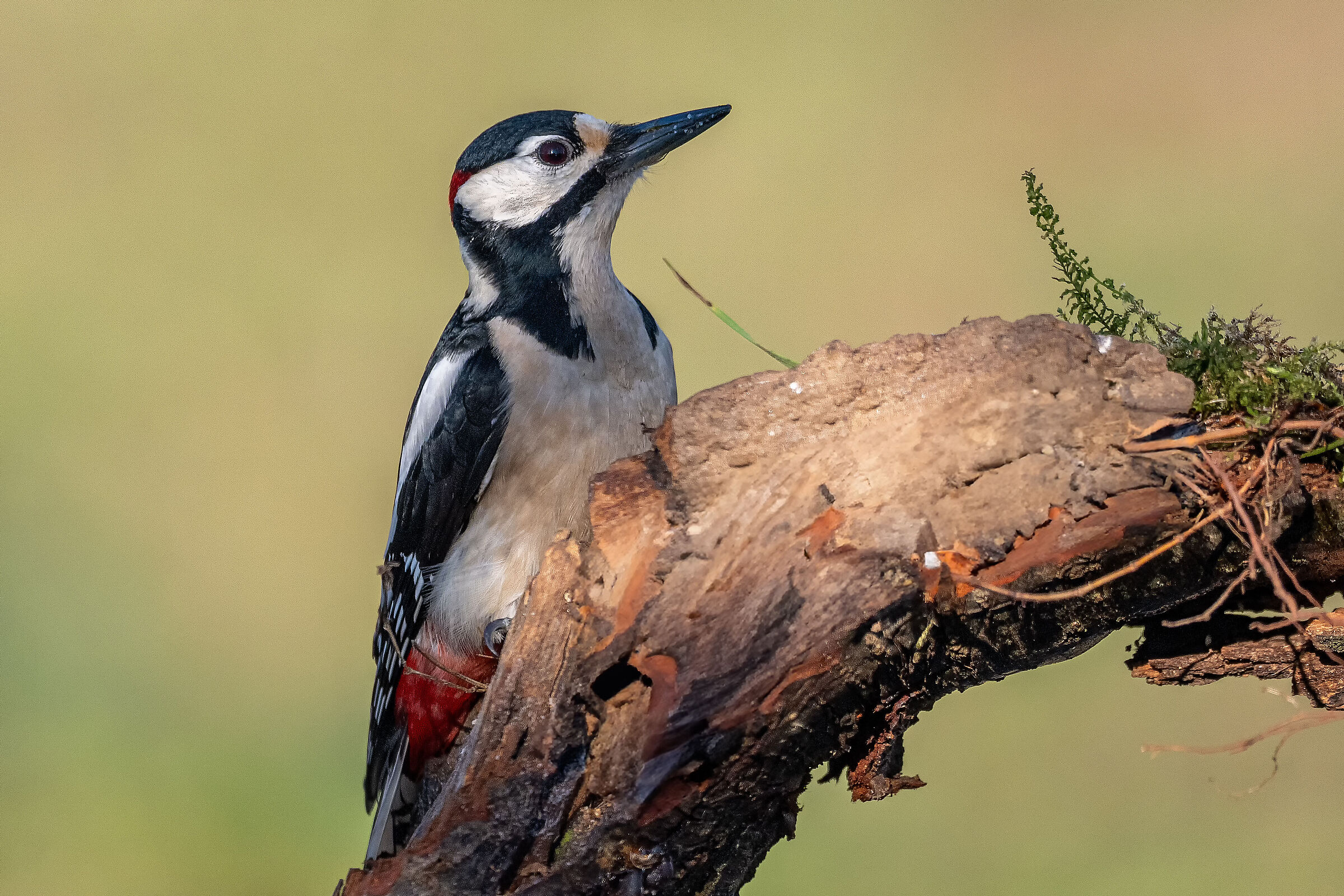 Spotted woodpecker #capannocora