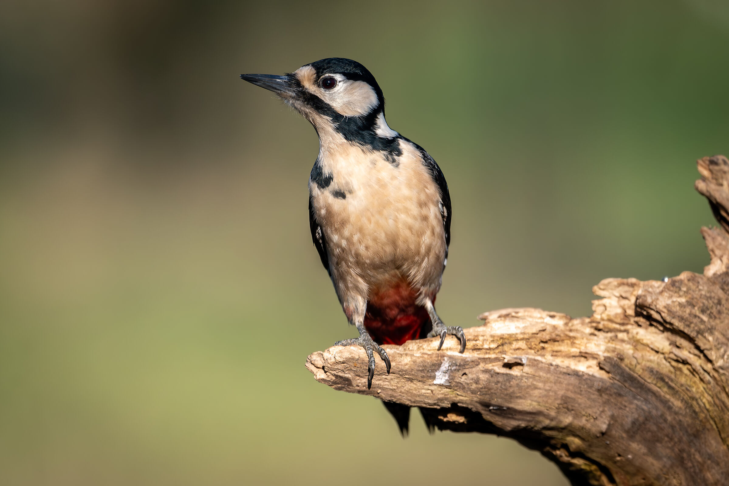 Spotted woodpecker #capannocora