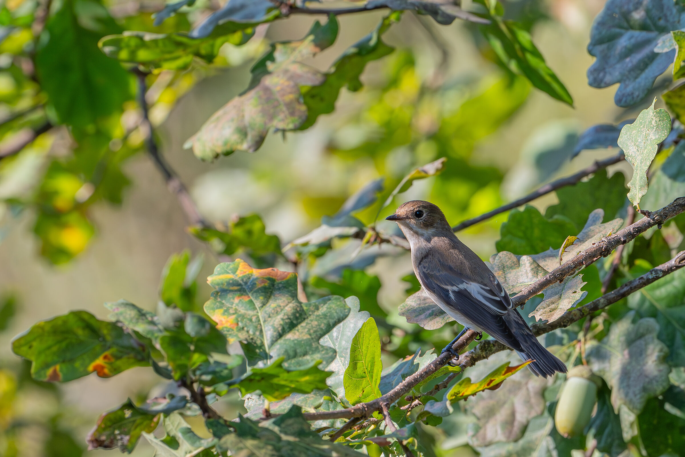 Black Flycatcher