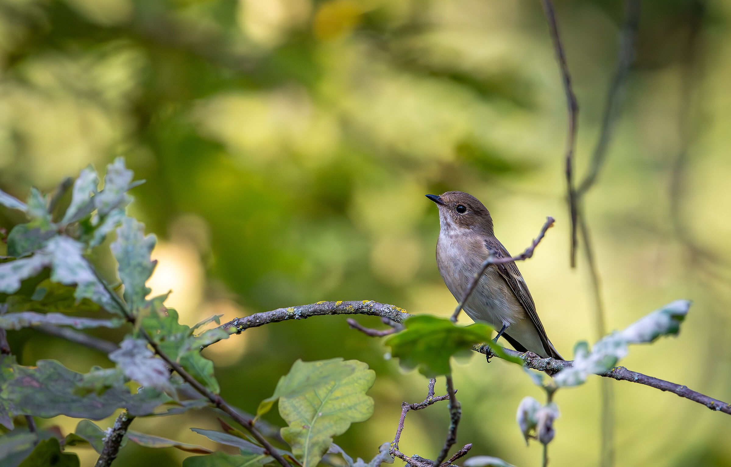 Black Flycatcher