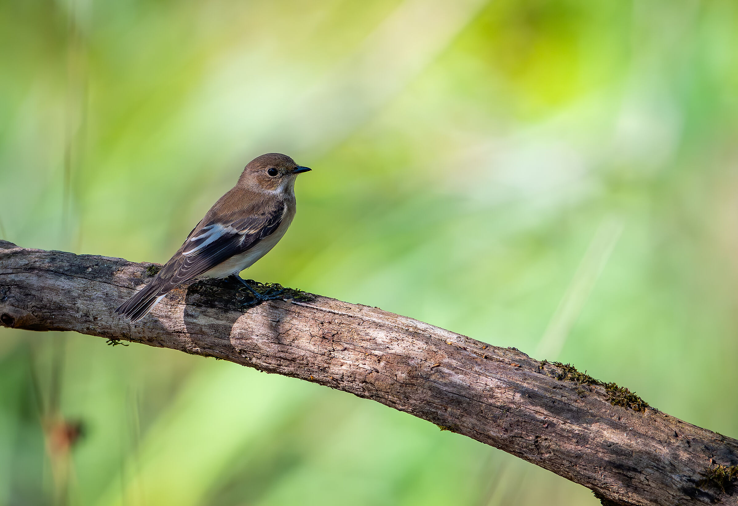 Black Flycatcher
