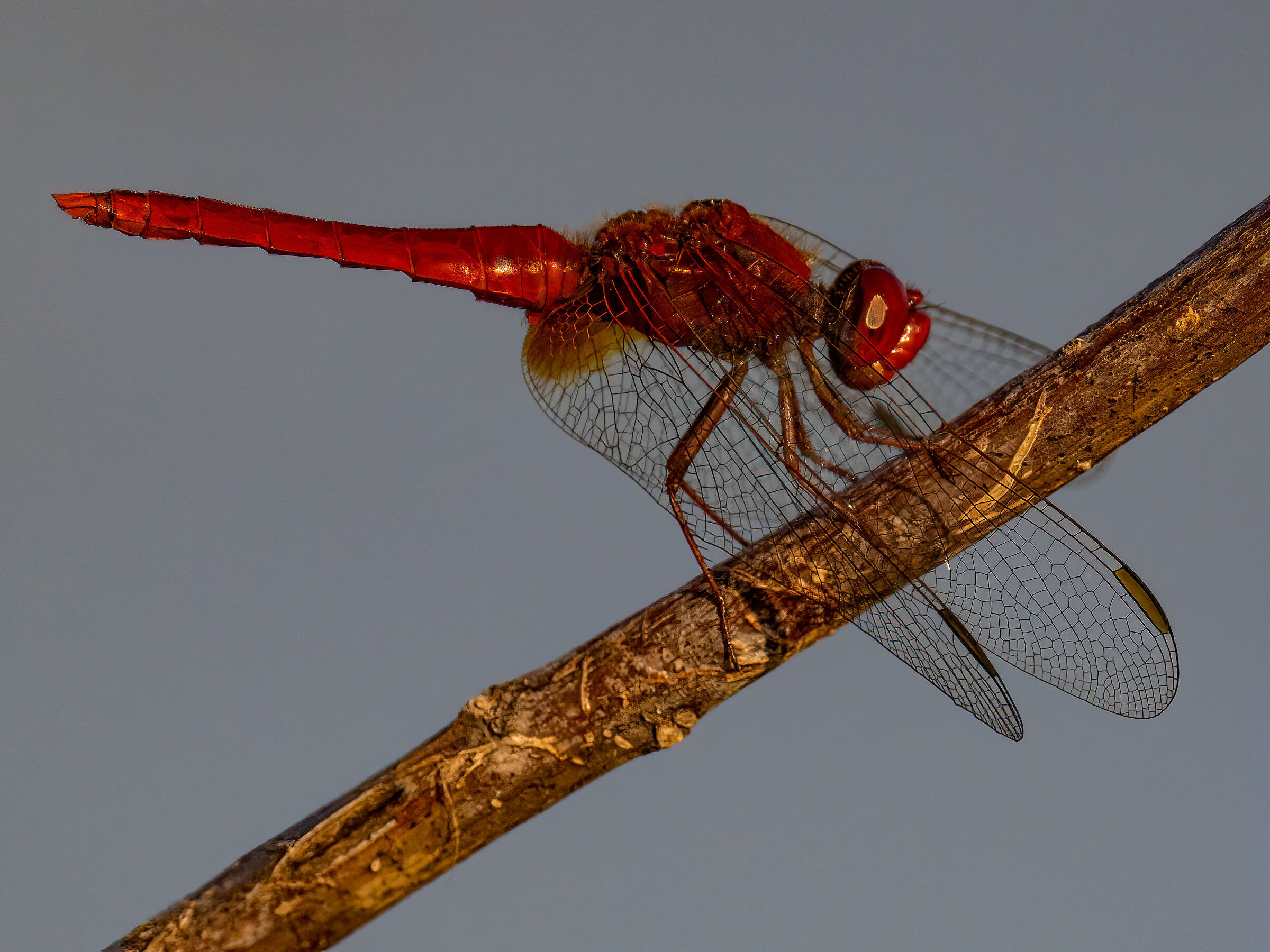 Dragonfly