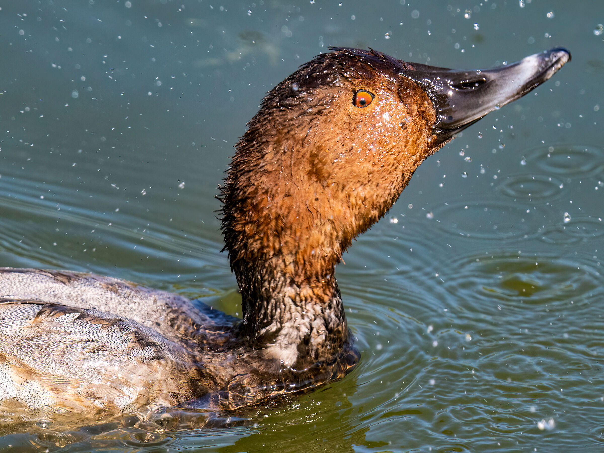 Common pochard