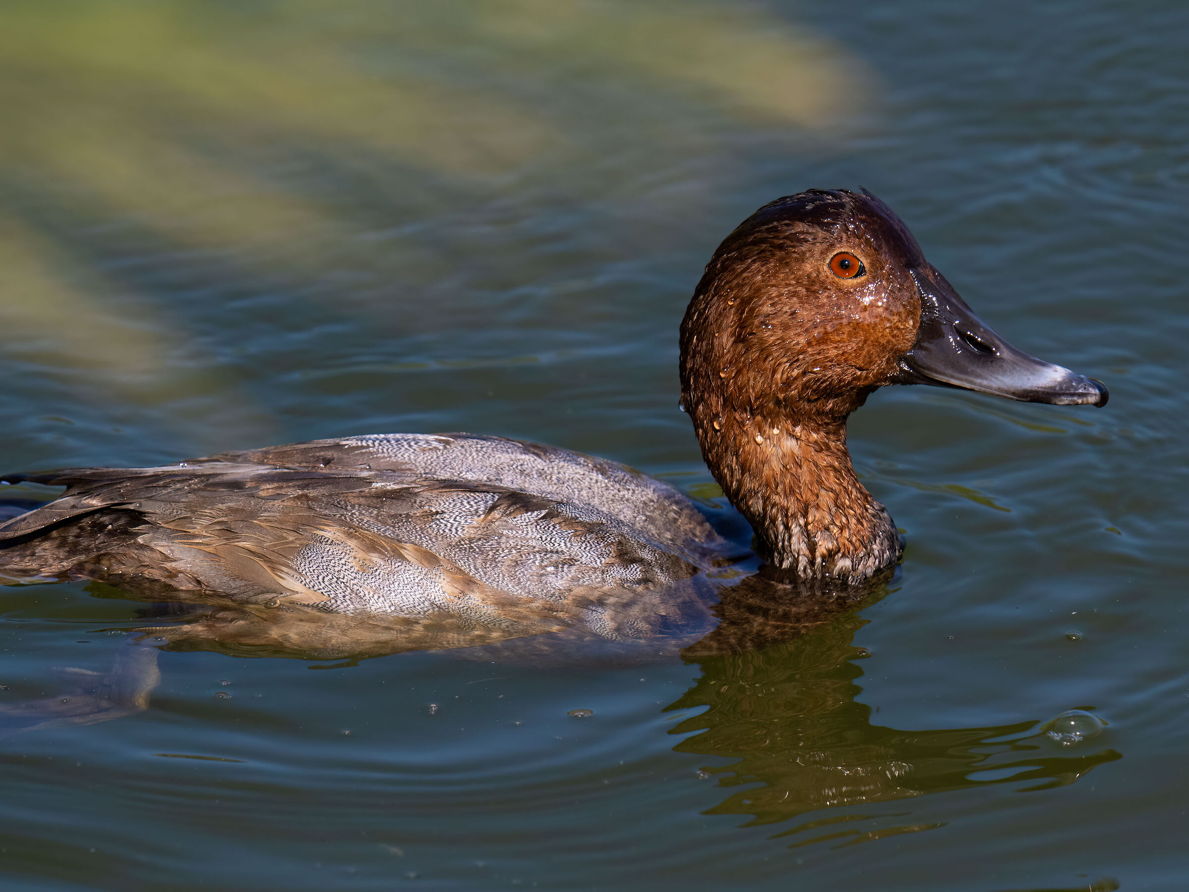 Common pochard