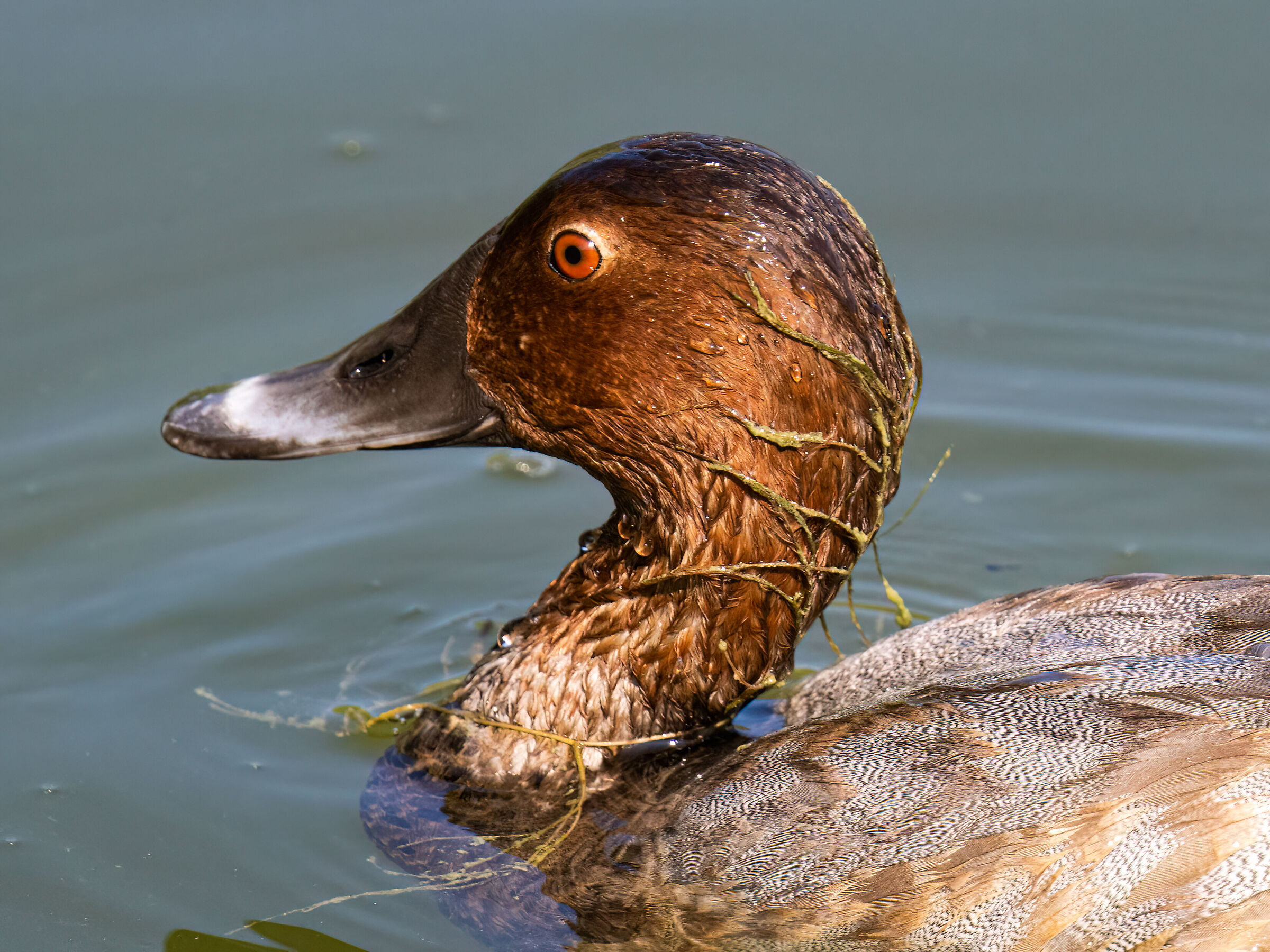 Common pochard
