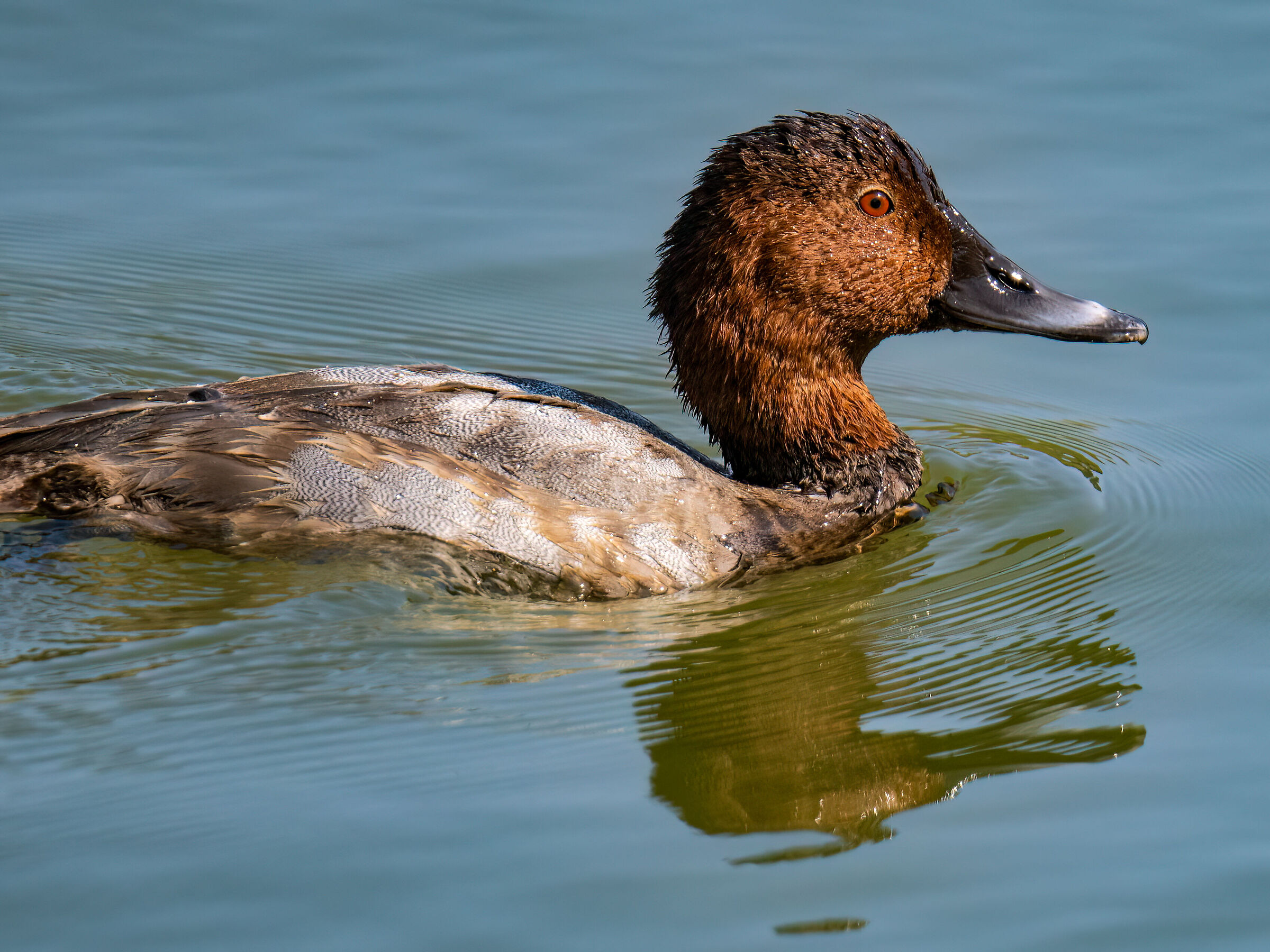 Common pochard