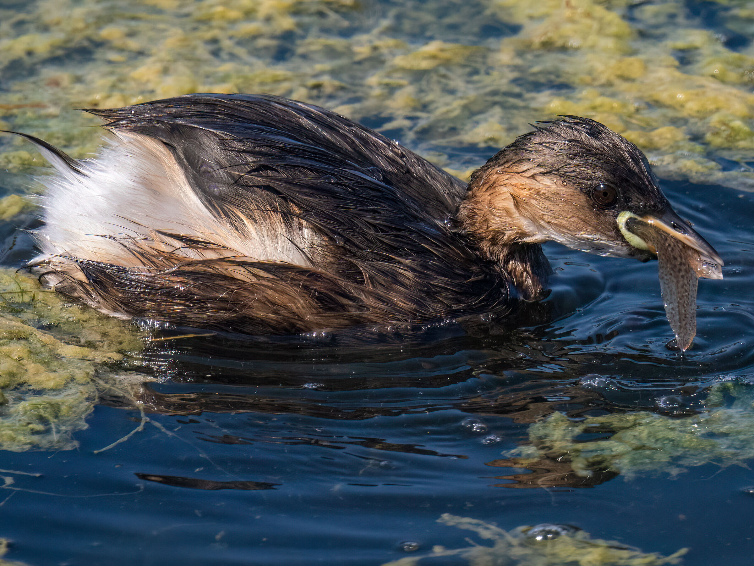 Grebe with prey