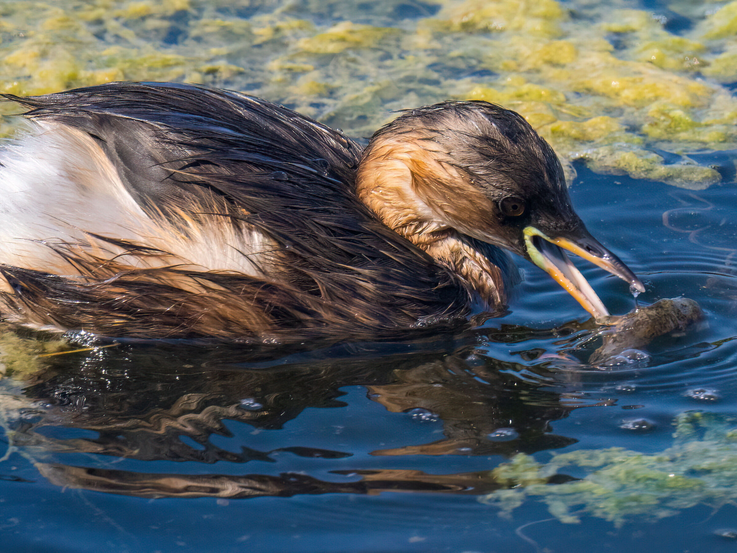 Grebe with prey