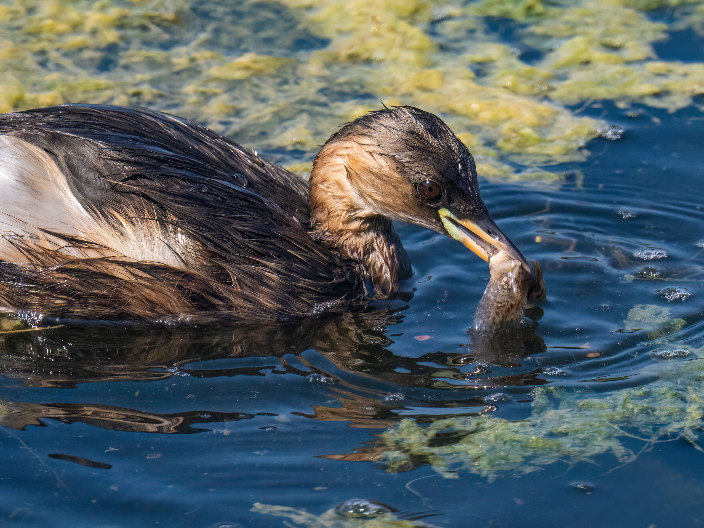 Grebe with prey