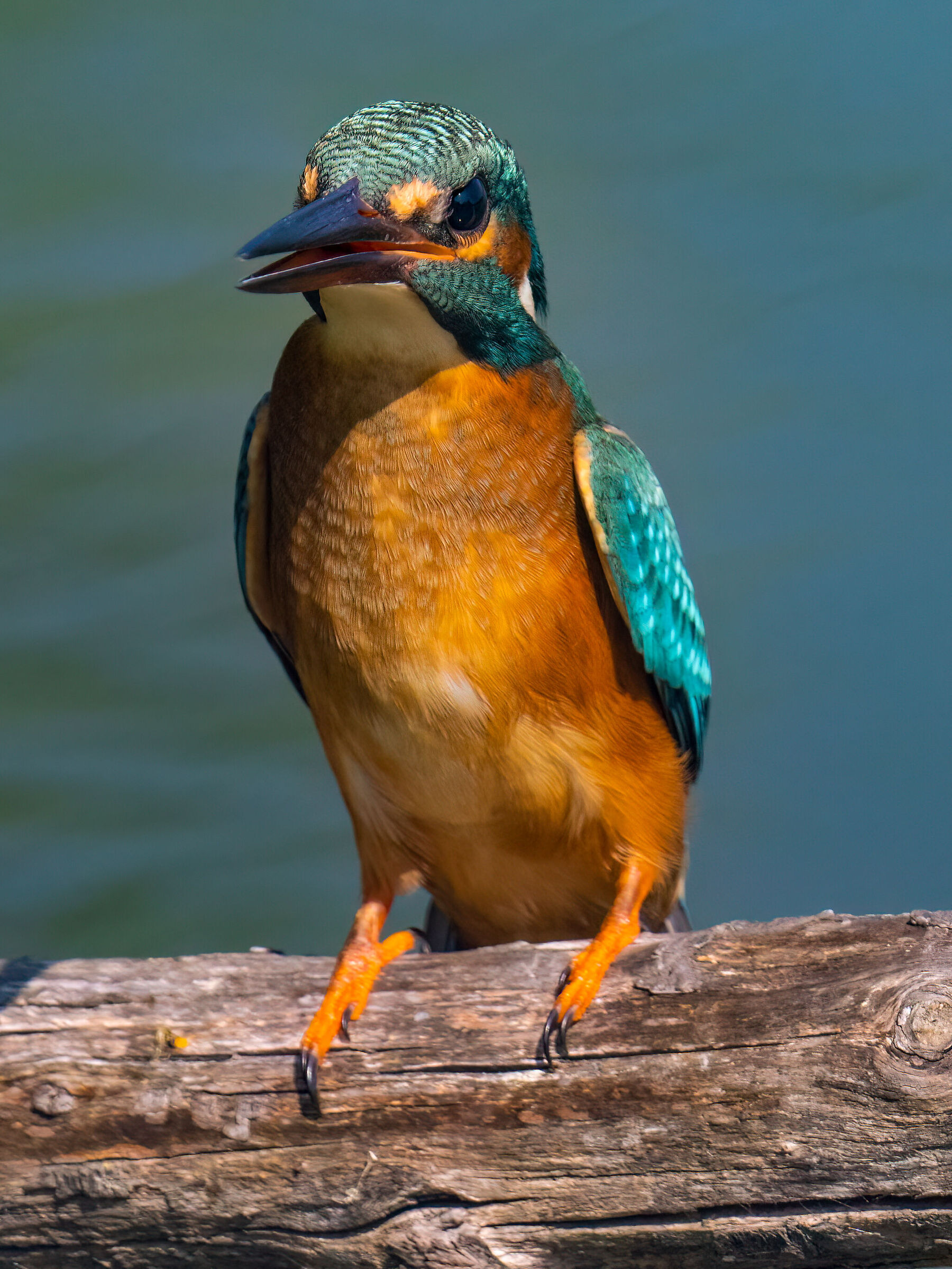 Kingfisher