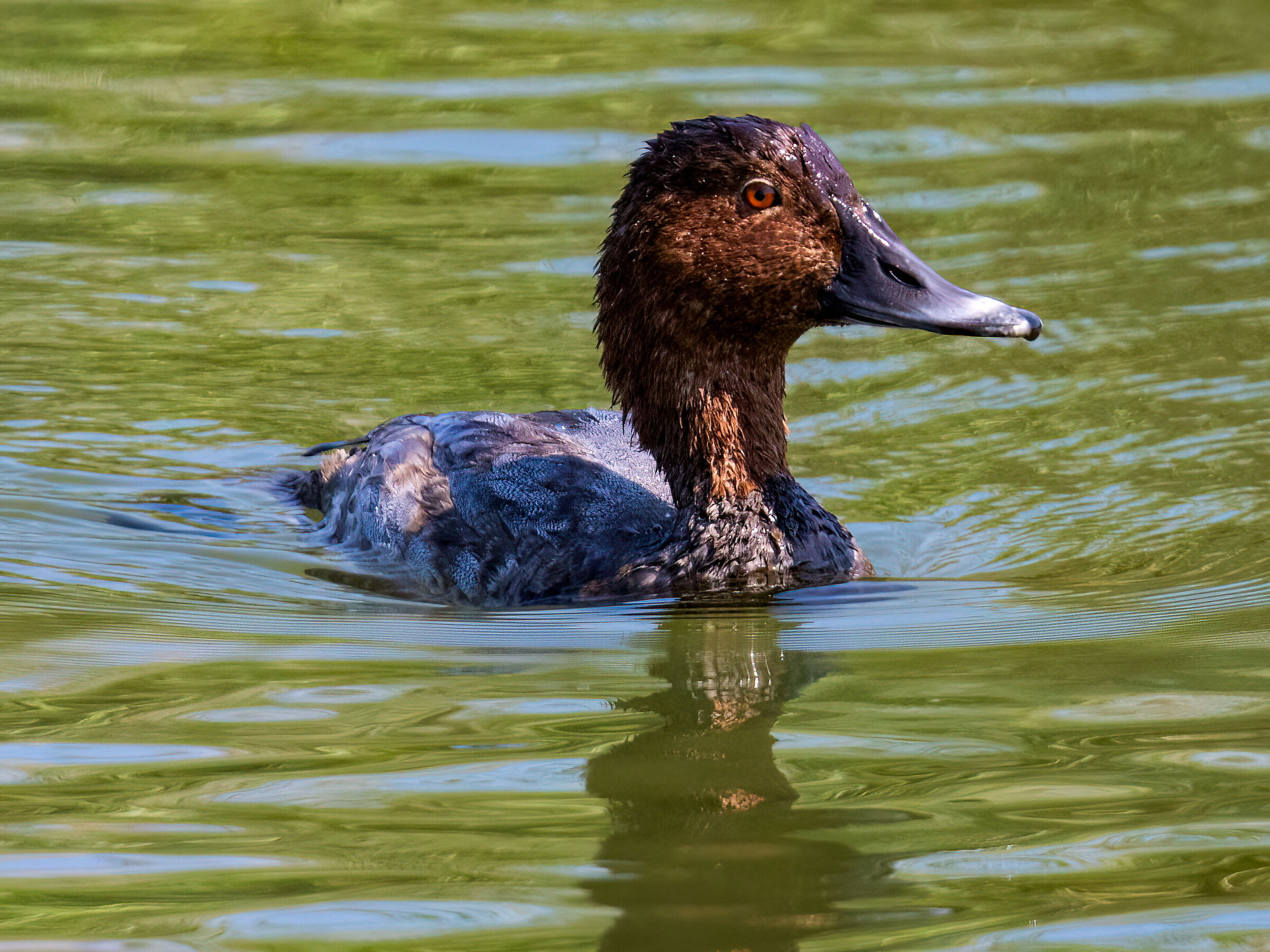 Common pochard
