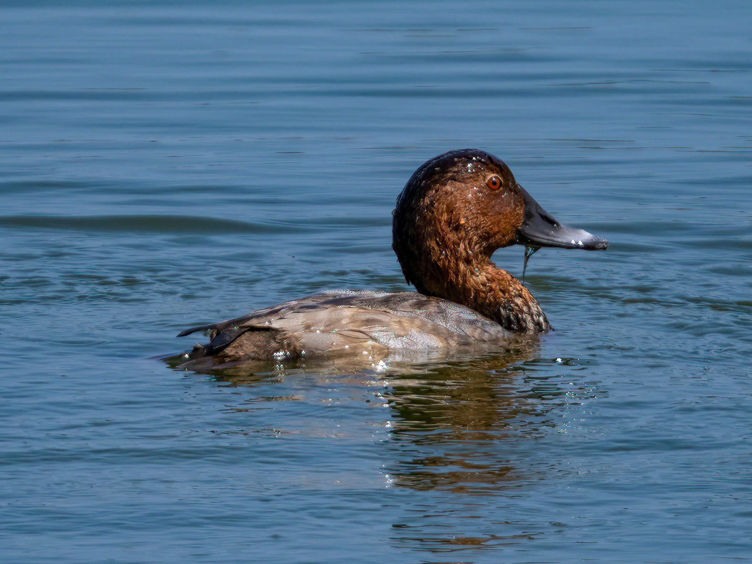Common pochard