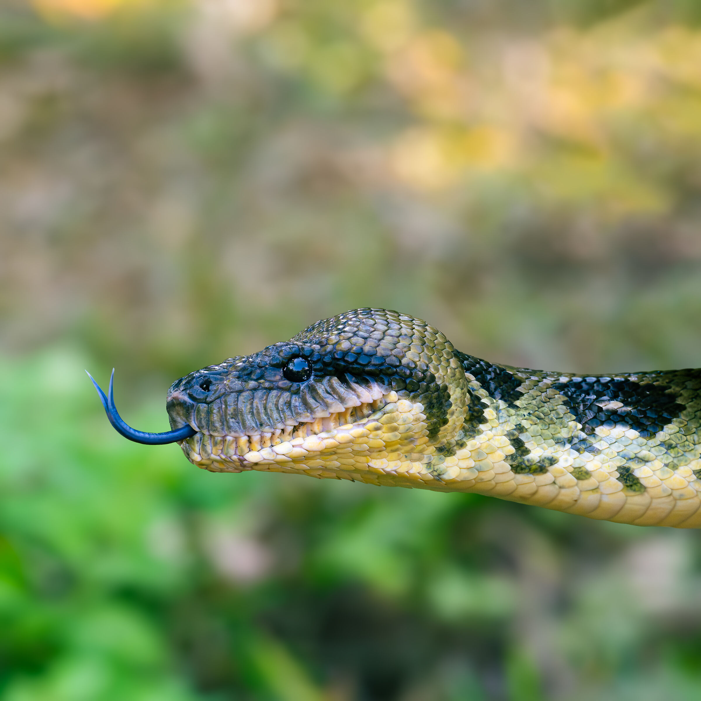 Tree Boa