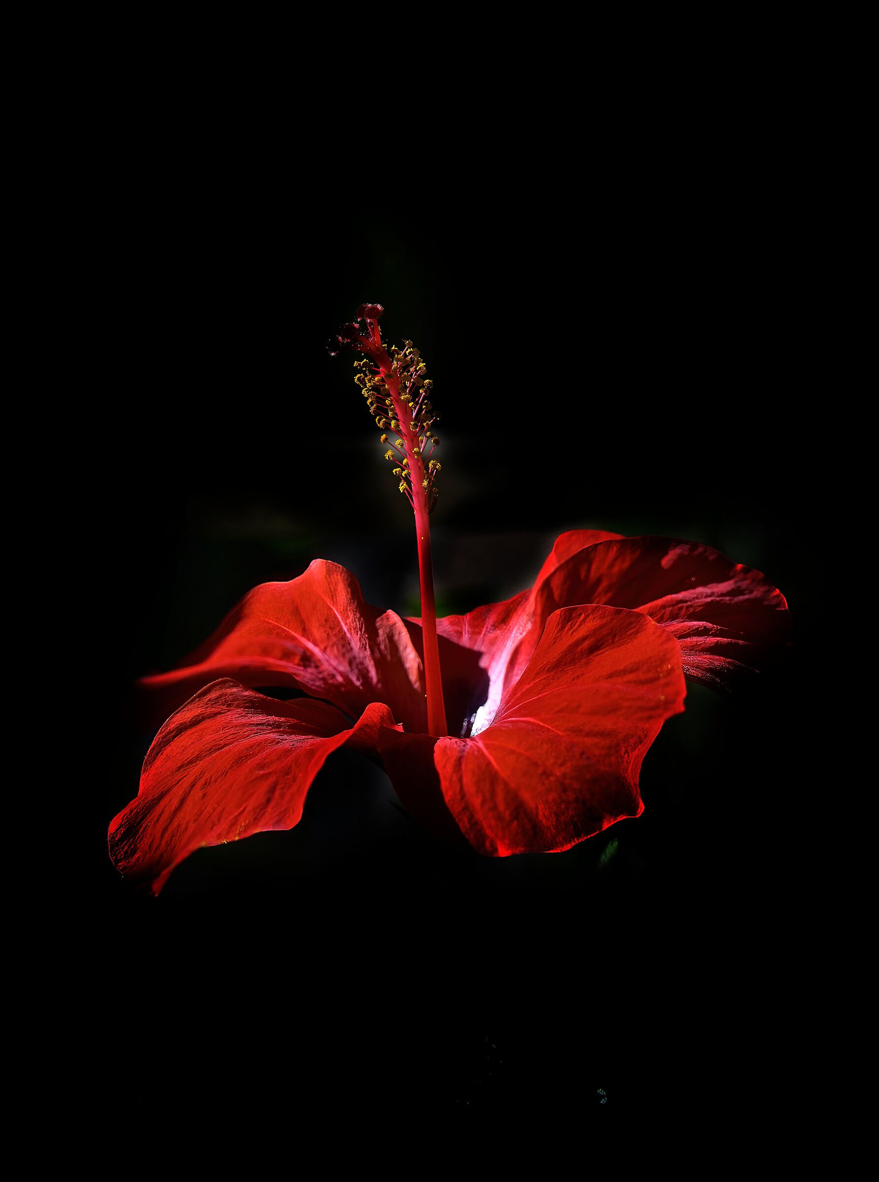 Hibiscus