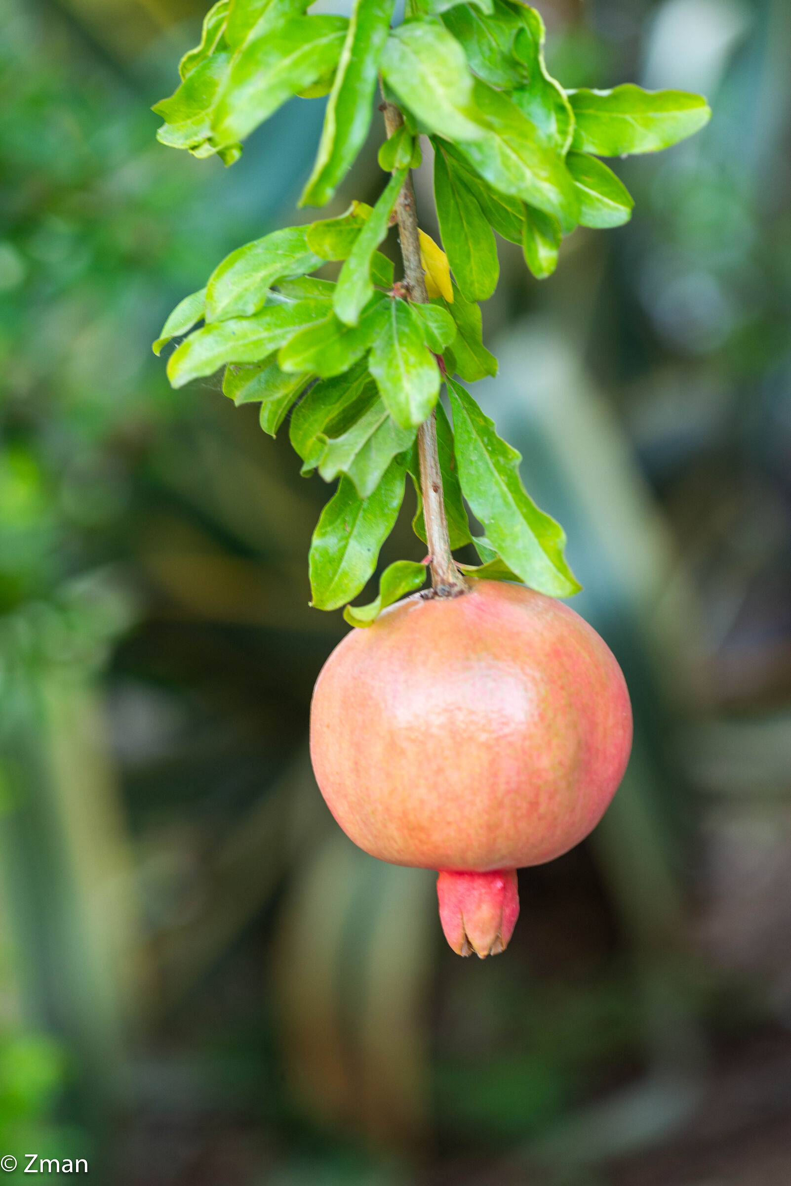 pomegranate