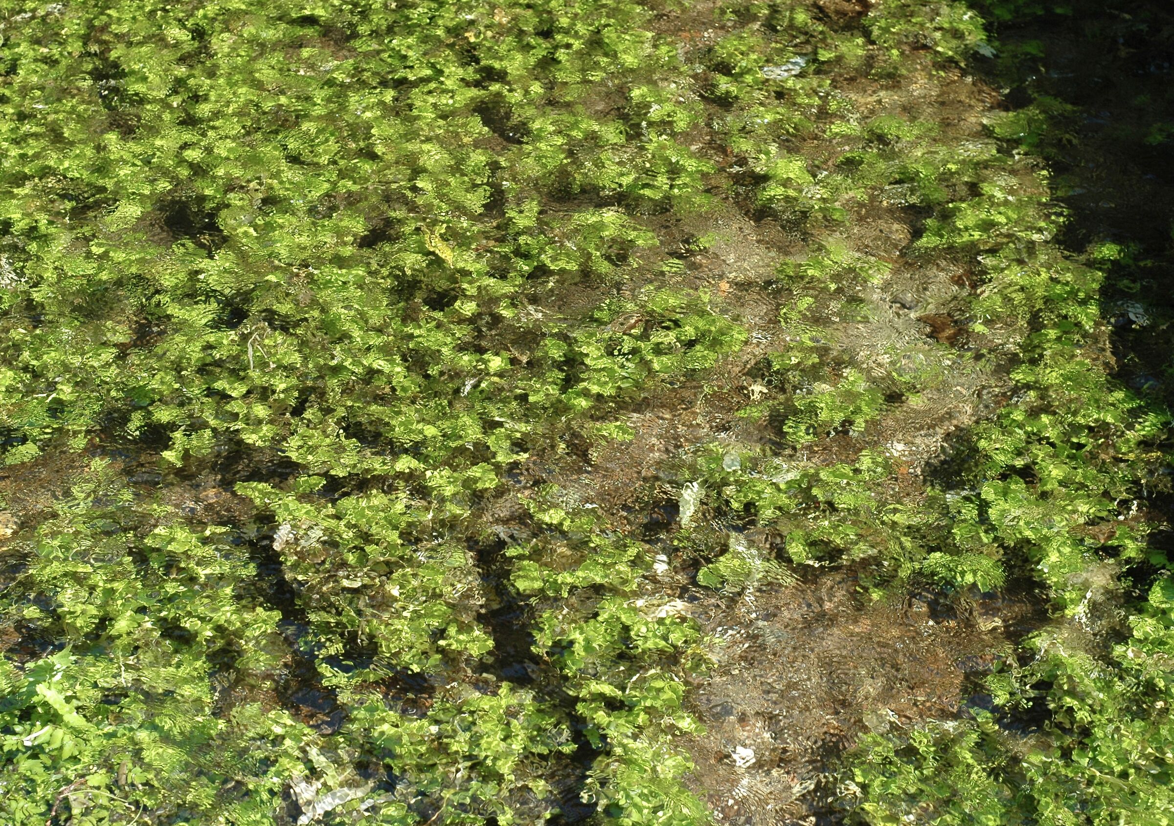 La D70s fa gli acquerelli