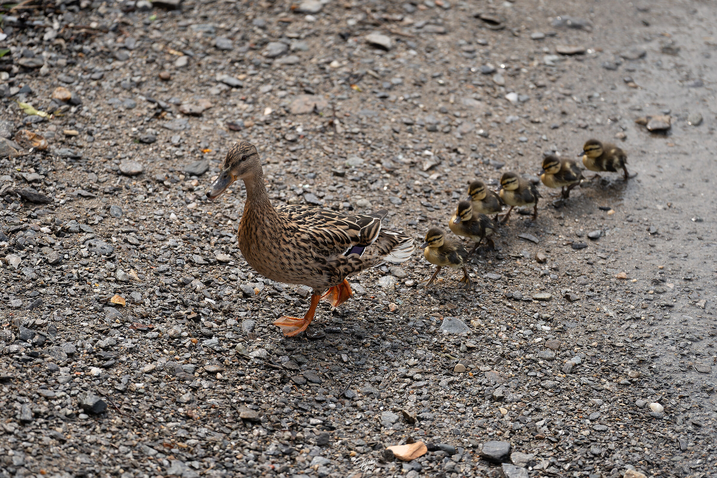 Germans, just out of the waters of Lake Maggiore