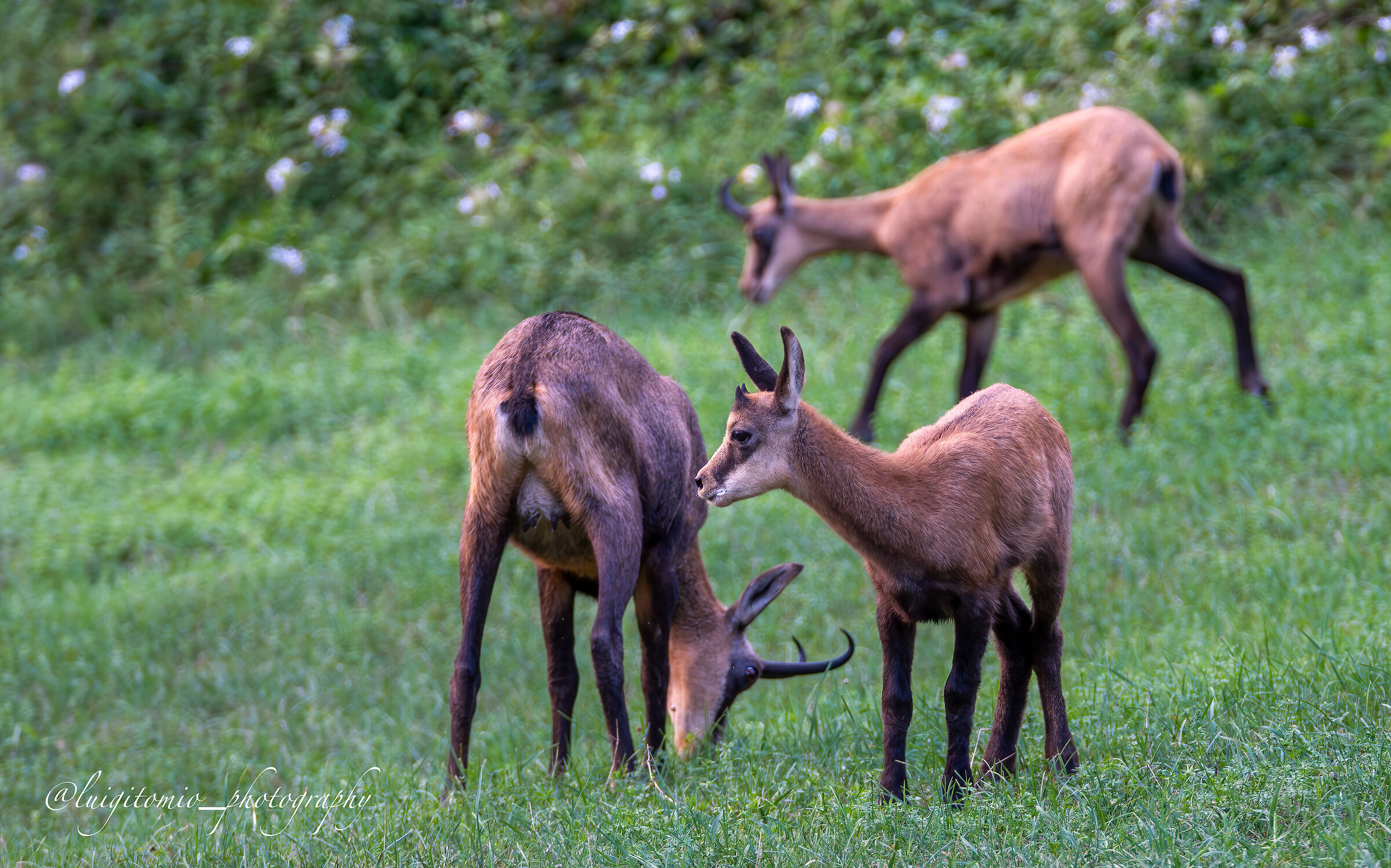 Chamois, at any age its horns.