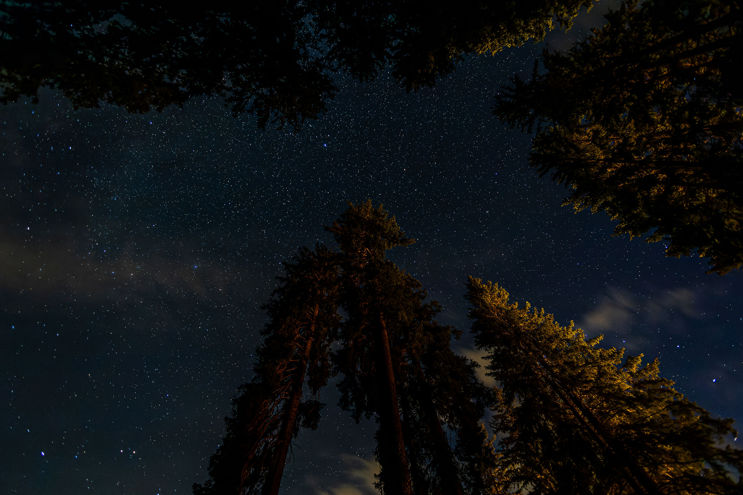 Alberi al lago di Carezza