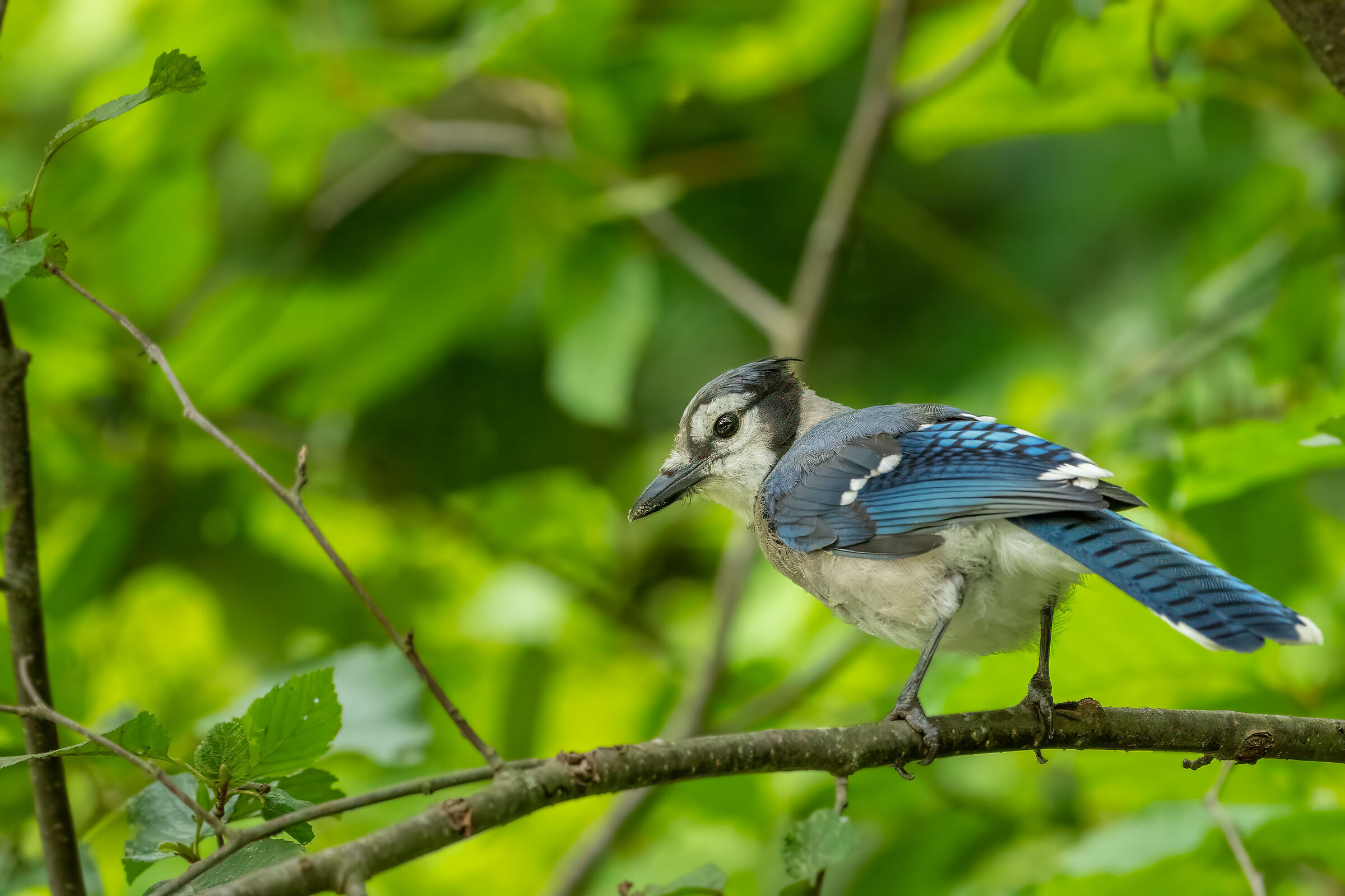 American Blue Jay