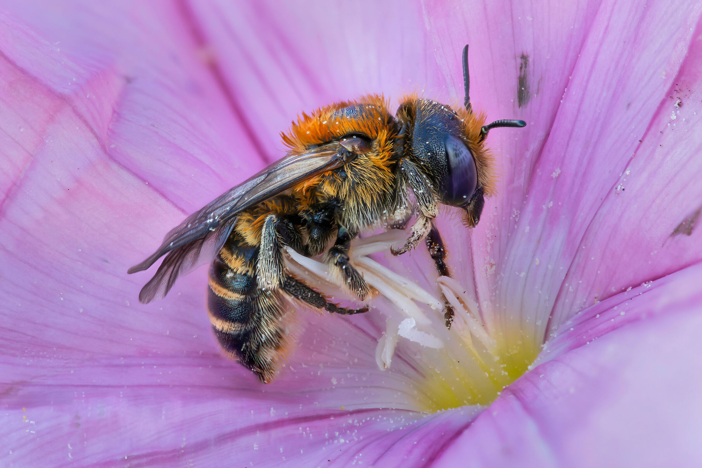 Apidae Megachilinae sp.