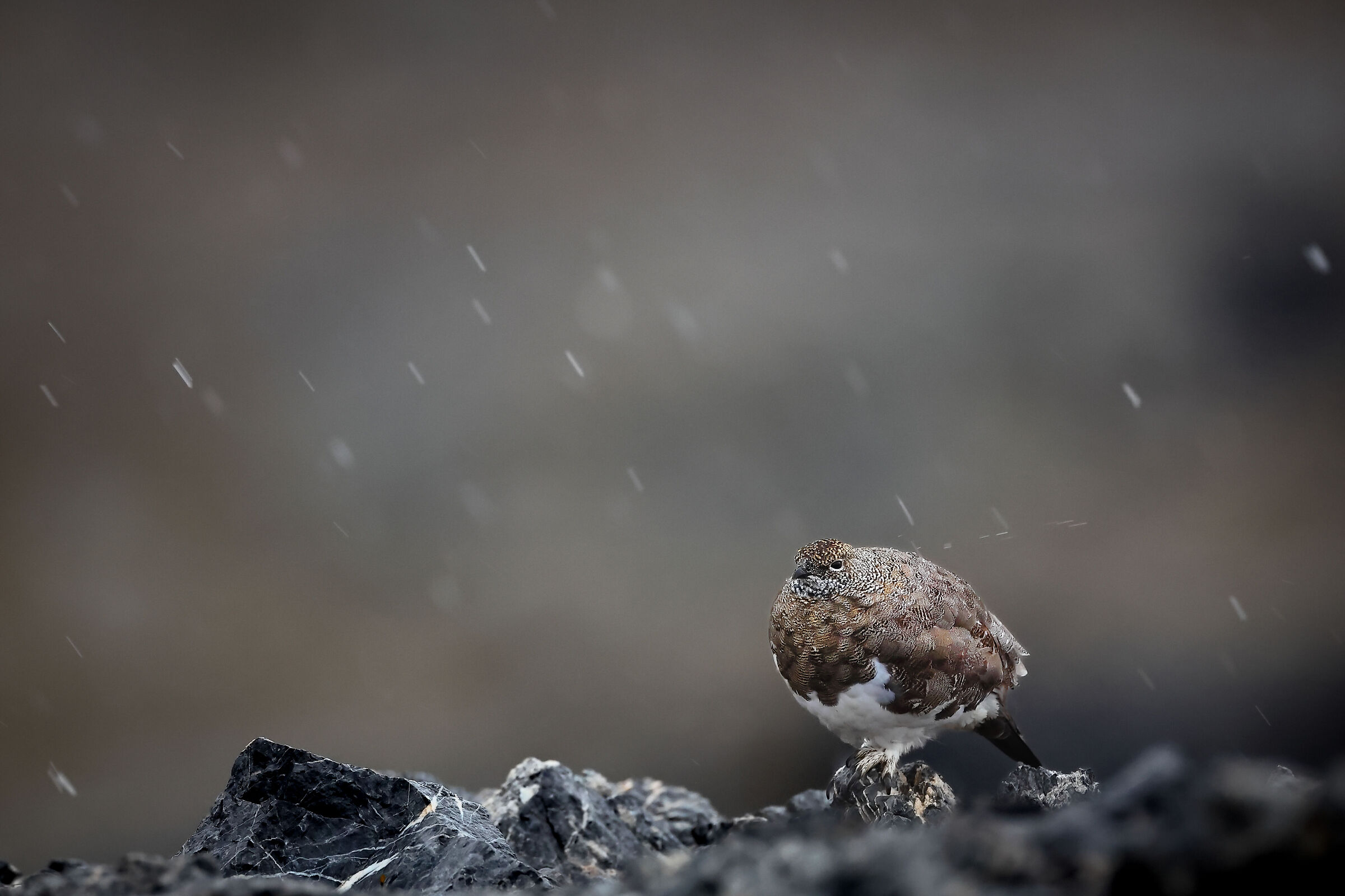 Pernice bianca sotto la prima leggera nevicata